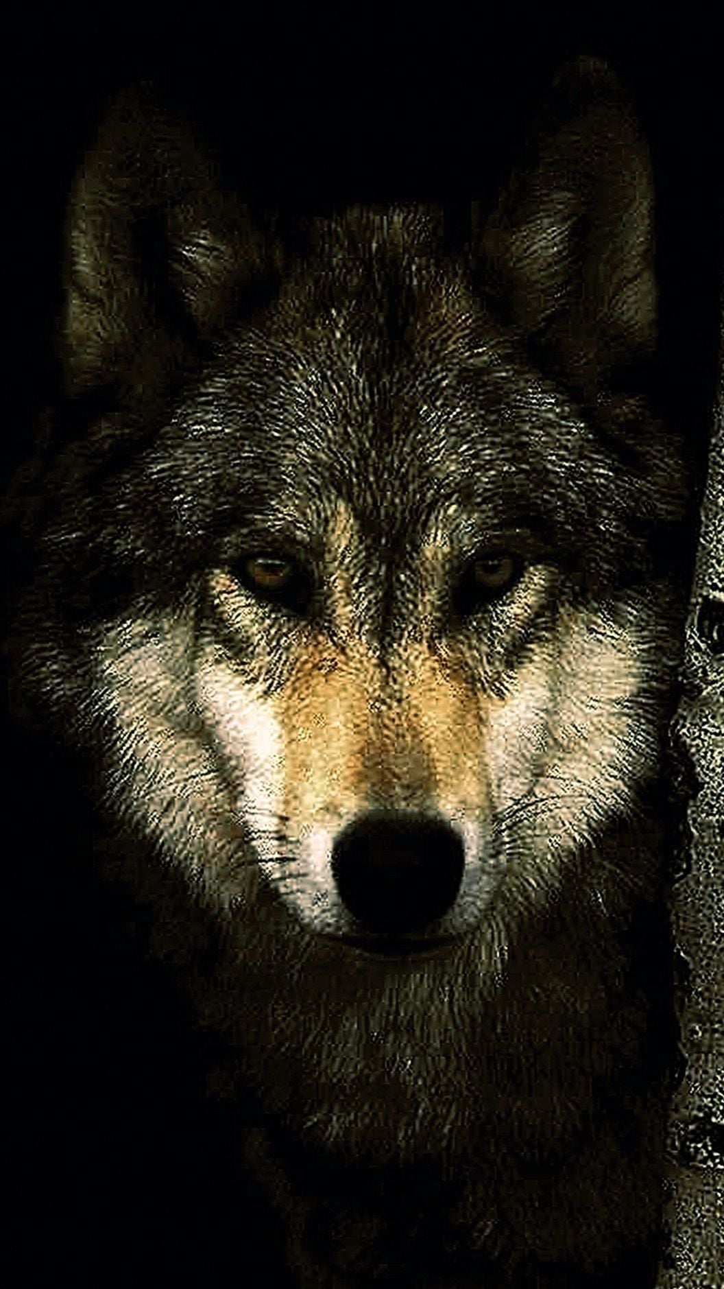 hintergrundbild für handy,wolf,hund,tierwelt,roter wolf,wolfshund
