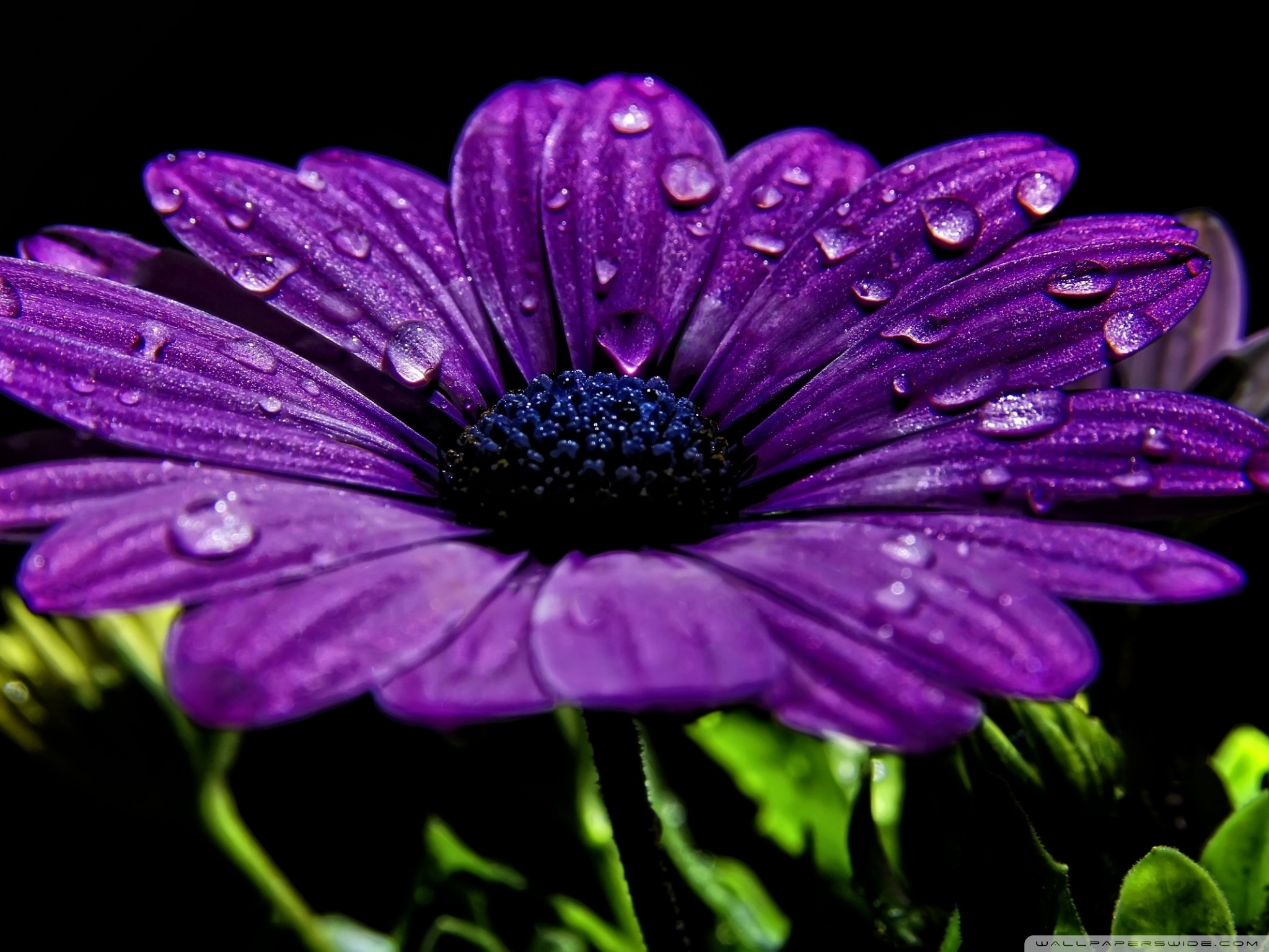 beautiful wallpapers,flower,petal,violet,purple,african daisy