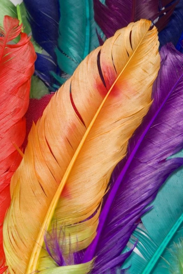 wallpaper for mobile,feather,purple,leaf,magenta,quill