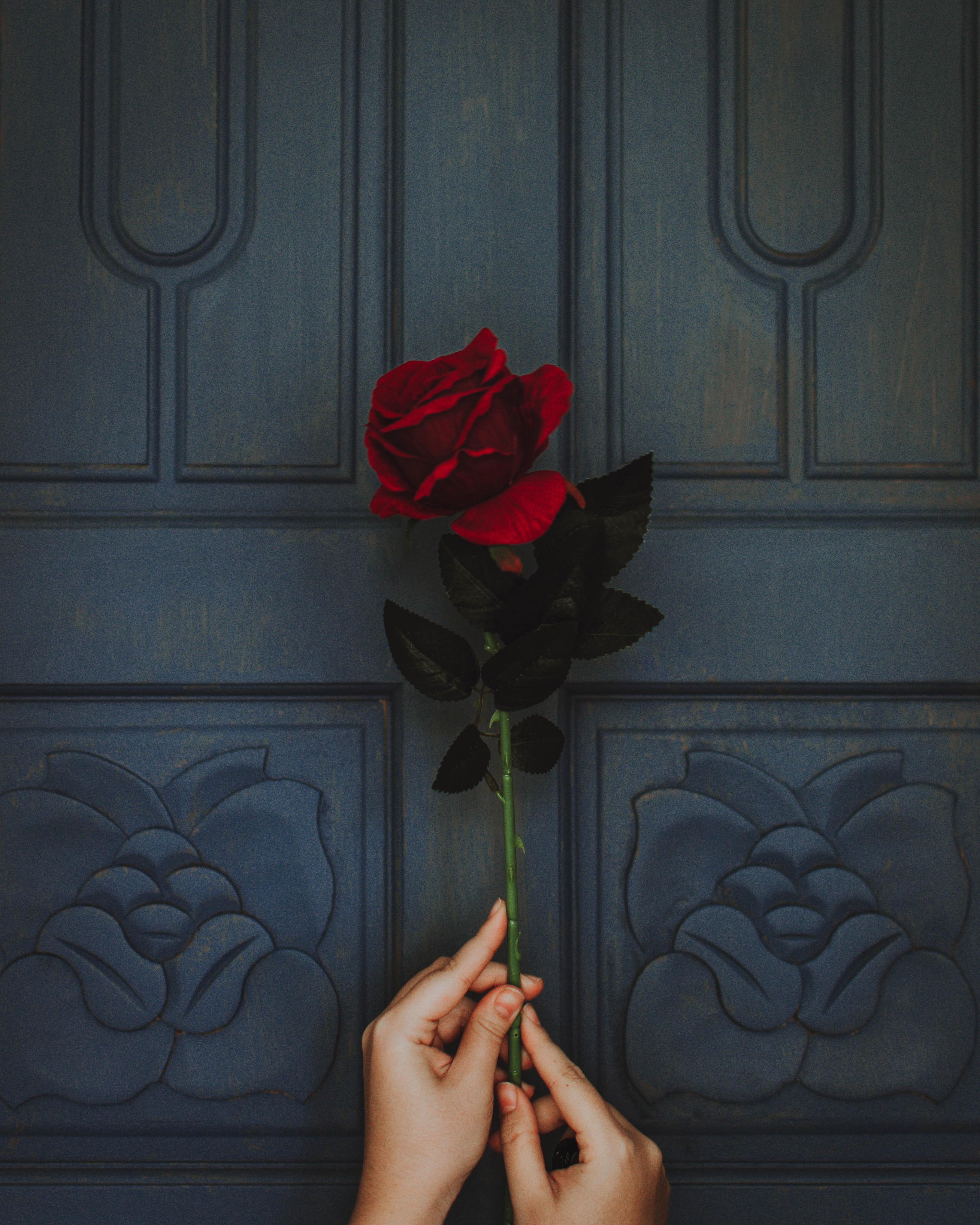 rose wallpaper,red,flower,rose,cut flowers,artificial flower