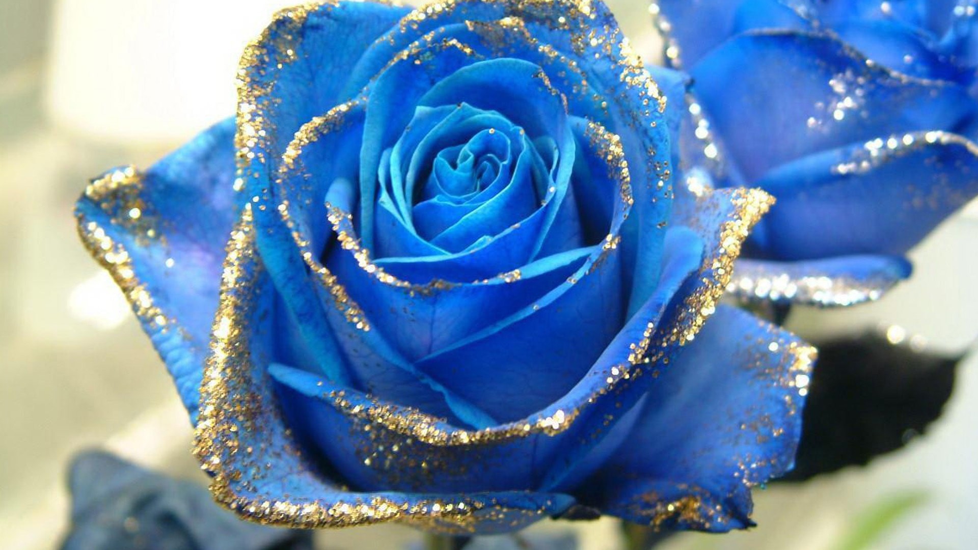 carta da parati rosa,fiore,rosa,blu,rose da giardino,rosa blu