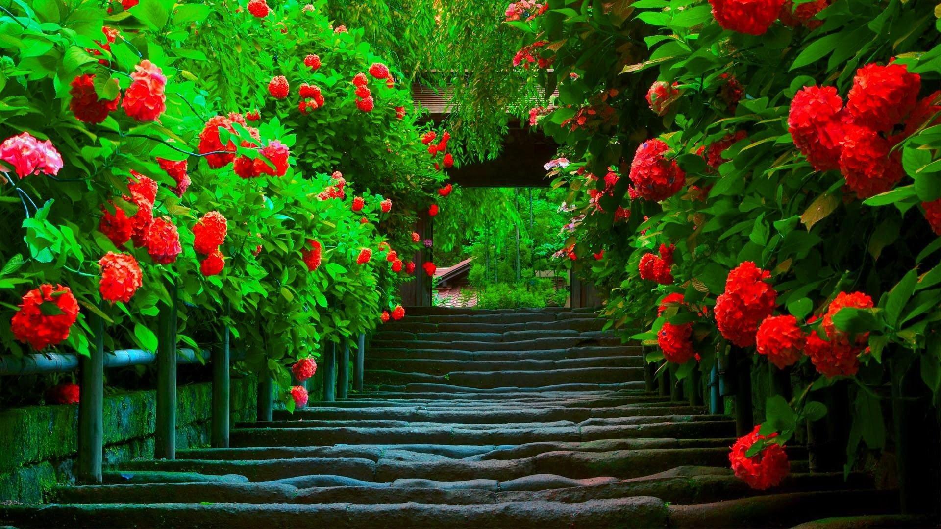 아름다운 배경 화면,자연,빨간,꽃,초록,식물
