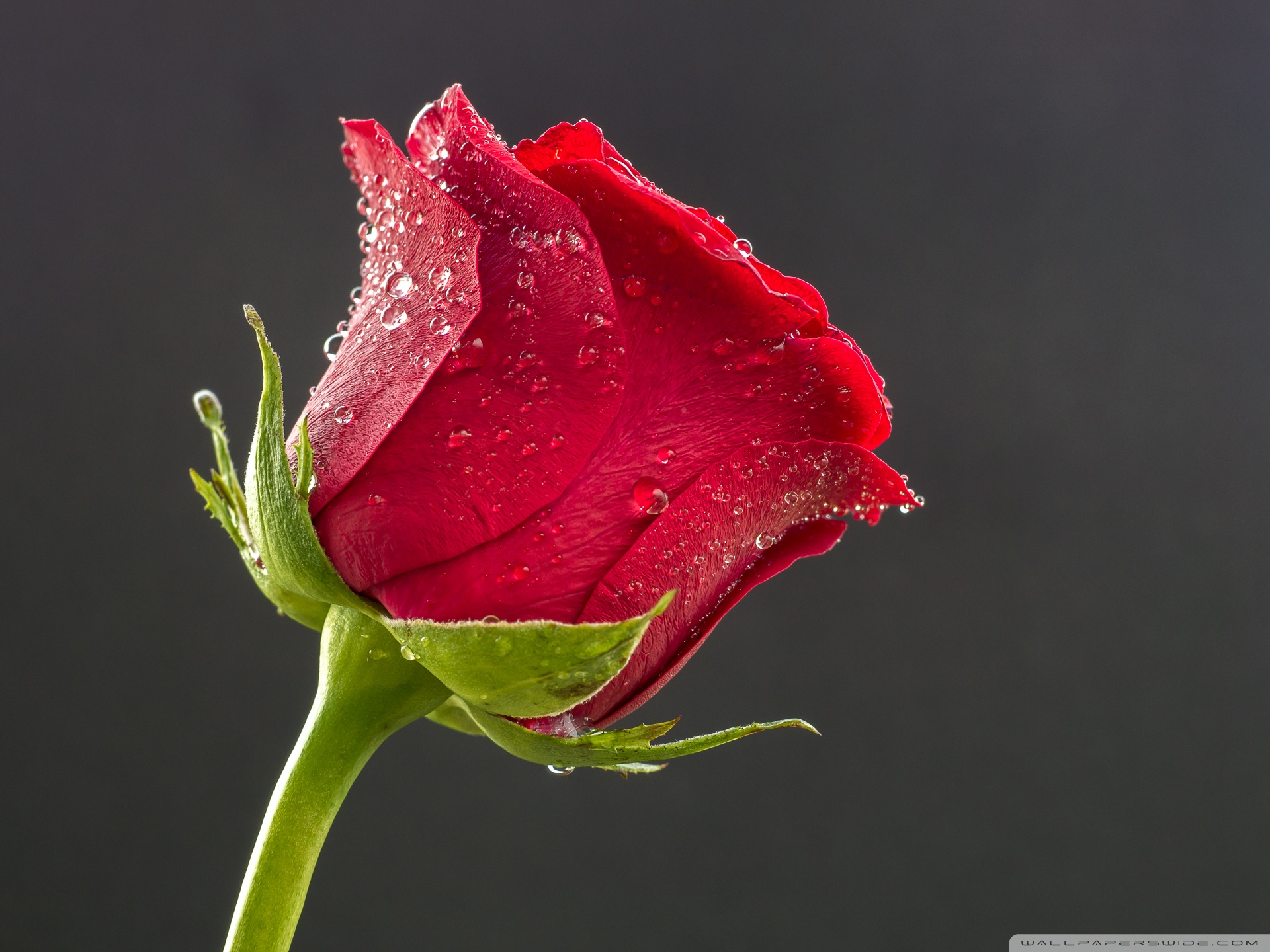 rose wallpaper,flower,water,red,petal,garden roses