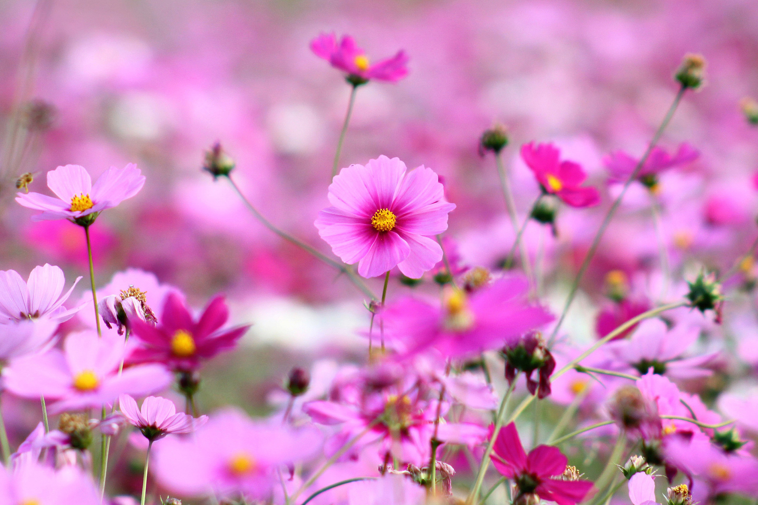 beautiful wallpapers,flower,flowering plant,petal,plant,garden cosmos