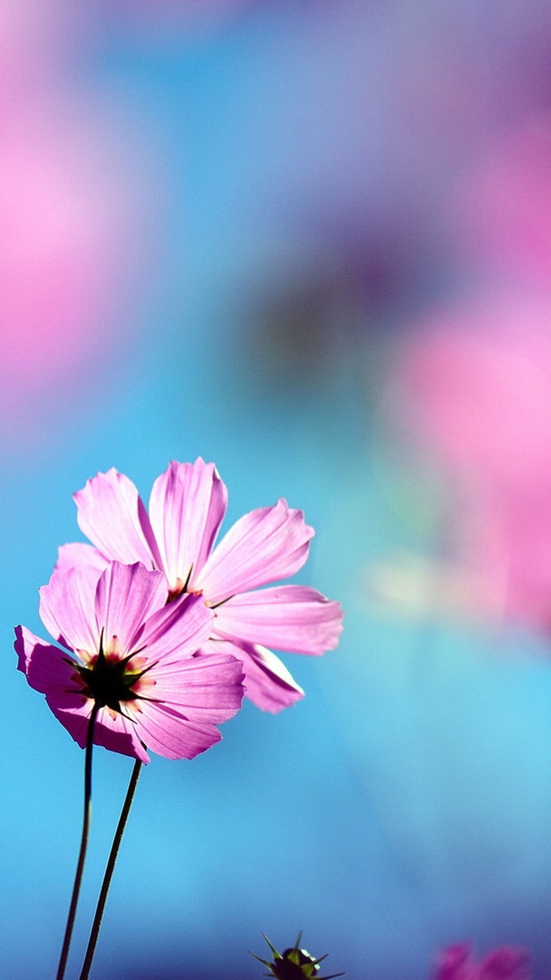 hermosos fondos de pantalla,flor,planta floreciendo,pétalo,naturaleza,rosado