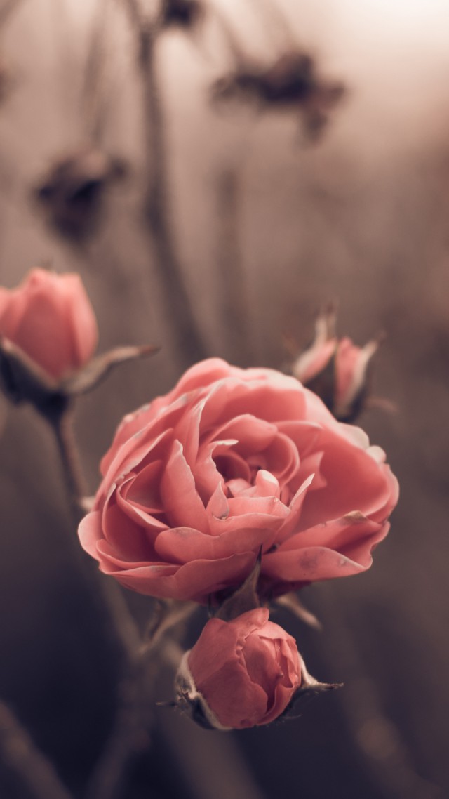 rose wallpaper,pink,petal,garden roses,flower,rose
