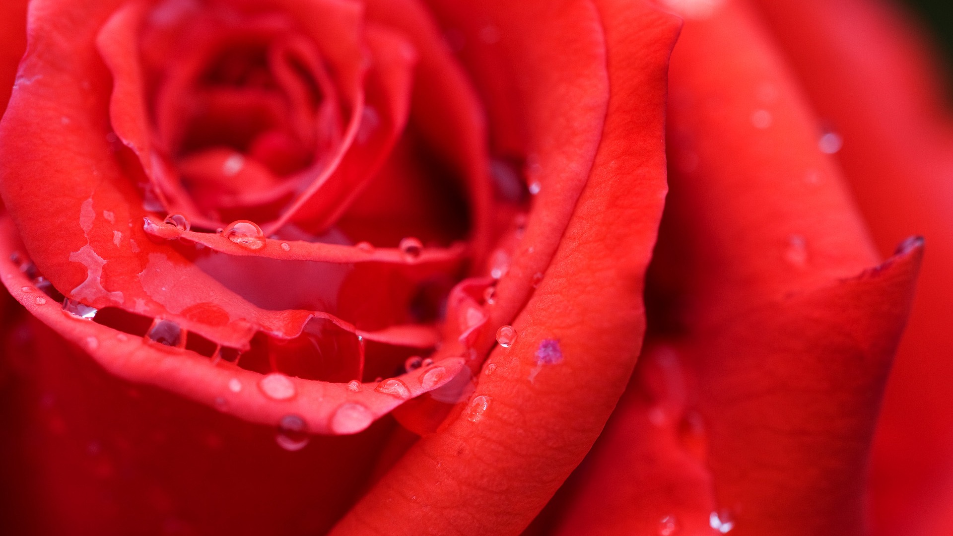 rosentapete,rot,blütenblatt,gartenrosen,wasser,rose
