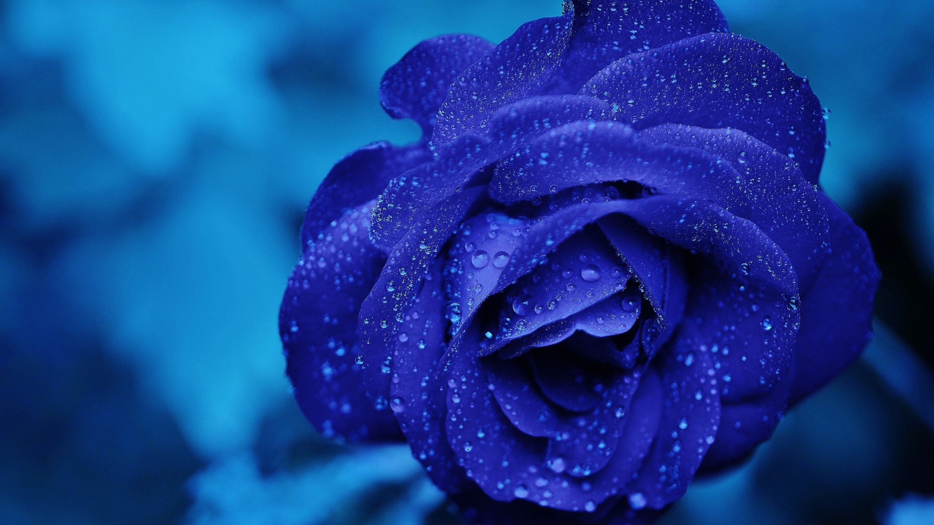 rose wallpaper,rose,blue,flower,blue rose,petal