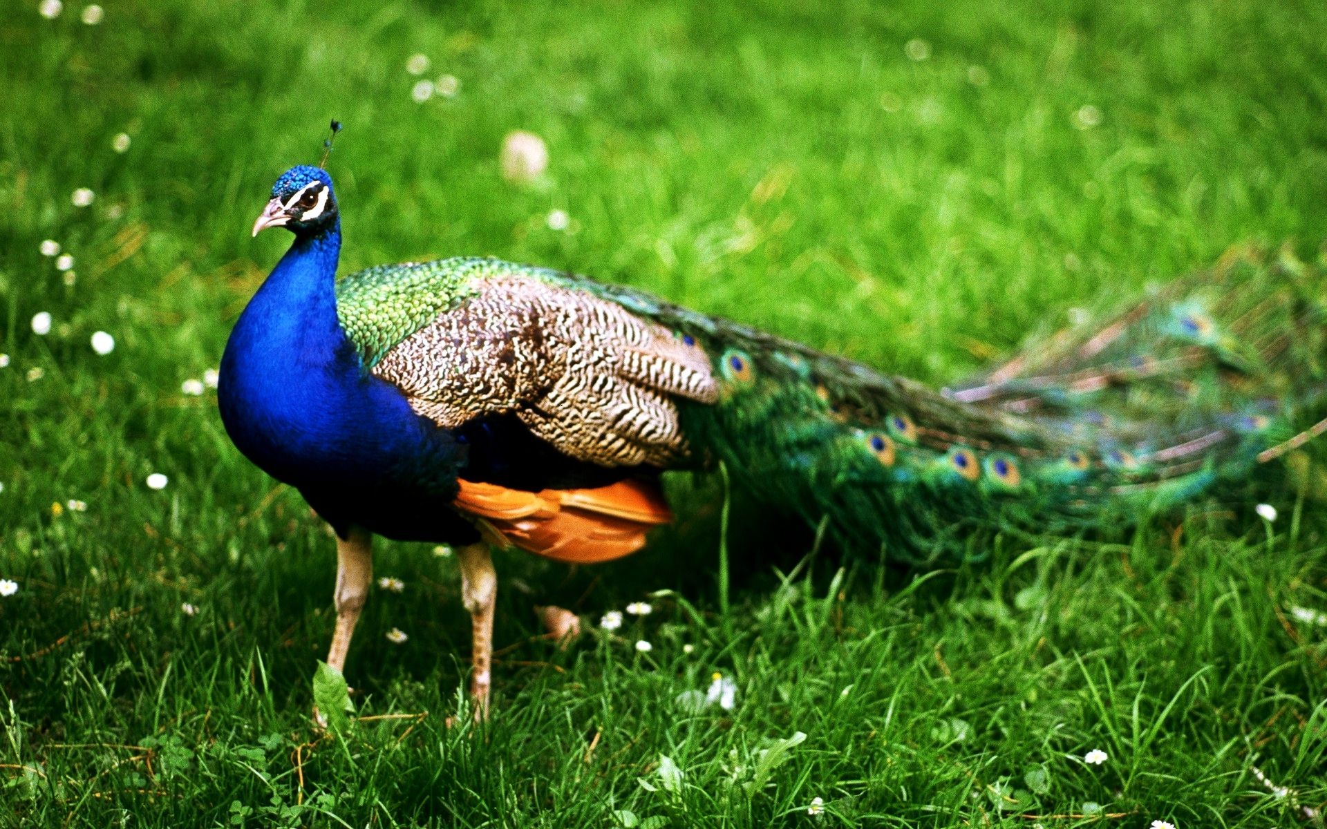 bellissimi sfondi,uccello,pavone,erba,phasianidae,famiglia di erba