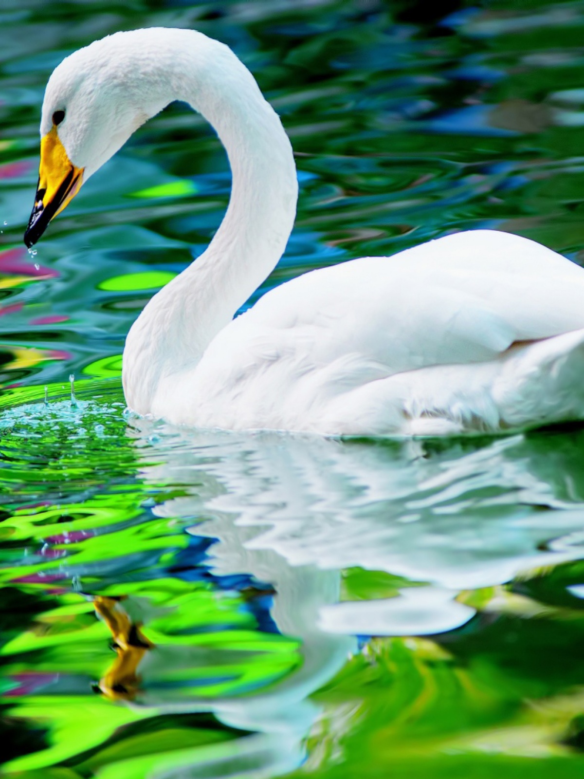 wallpaper for mobile,bird,swan,water bird,white,nature