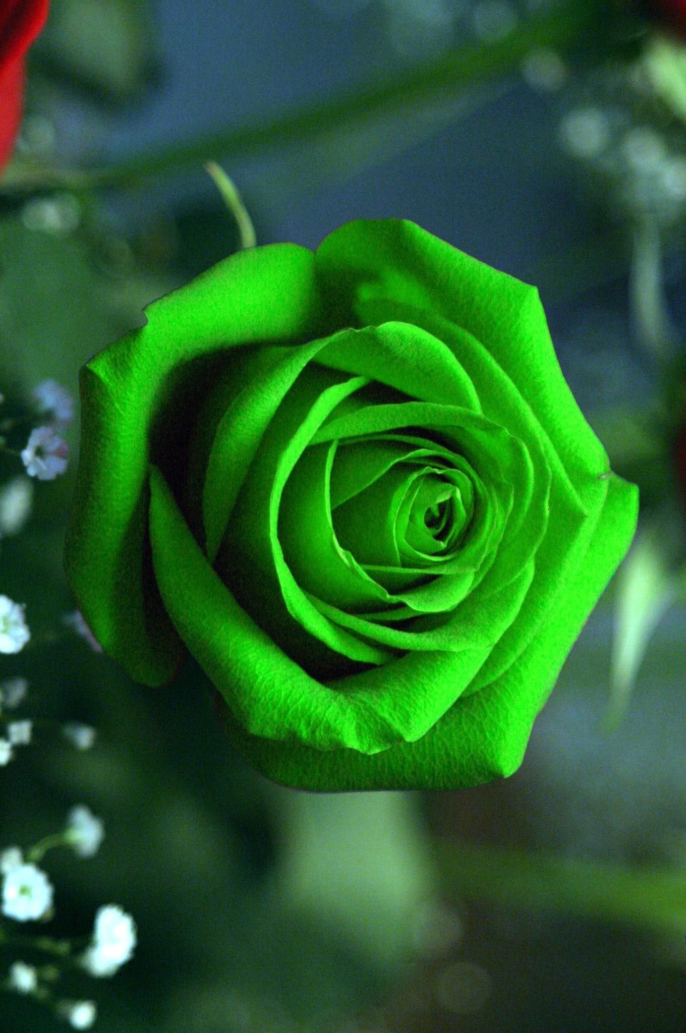 rose wallpaper,flower,flowering plant,rose,garden roses,green