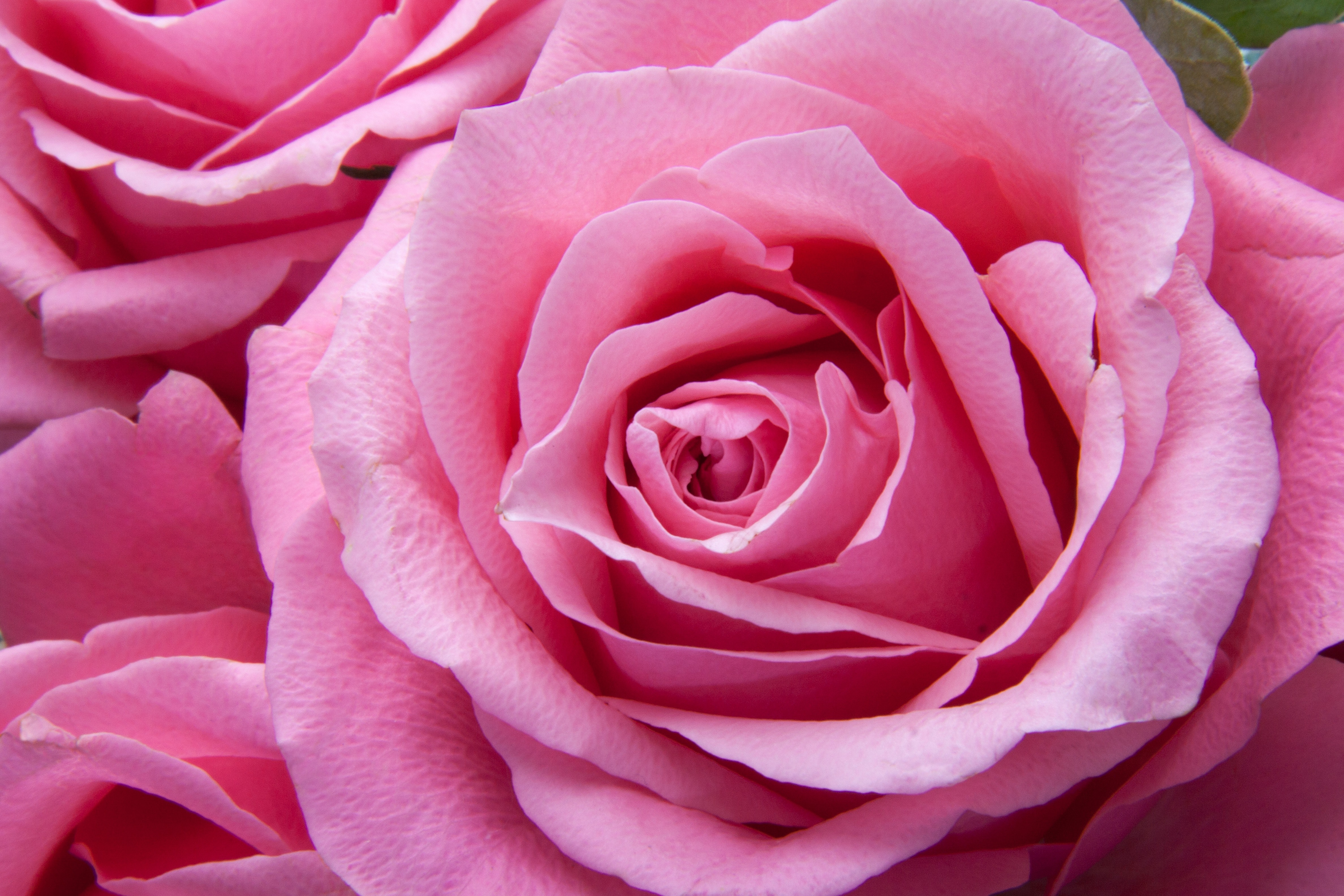 carta da parati rosa,fiore,rosa,rose da giardino,pianta fiorita,petalo
