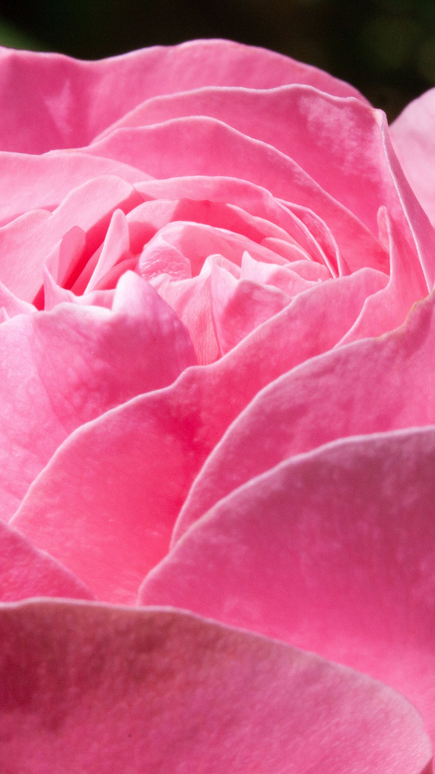 rose wallpaper,petal,pink,flower,close up,garden roses