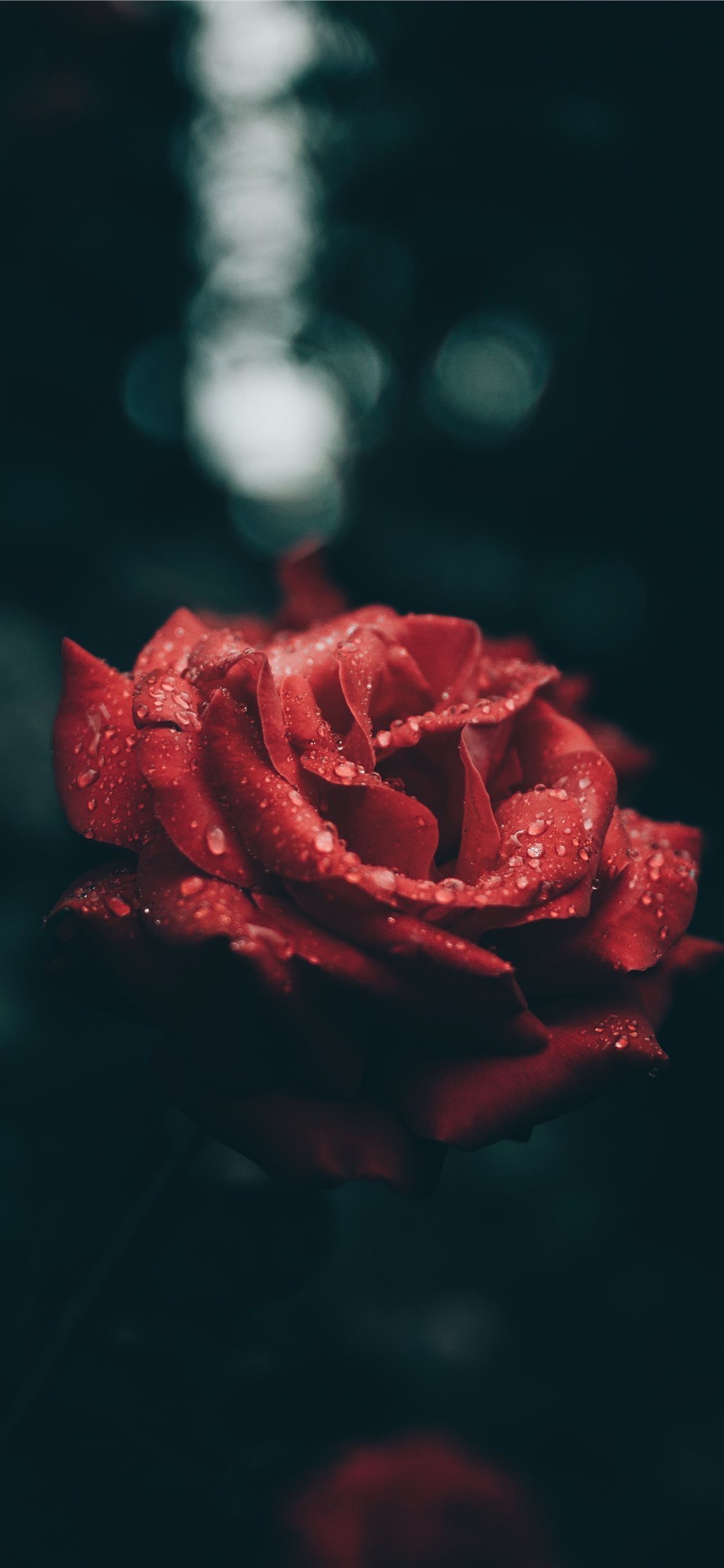 rose wallpaper,garden roses,red,rose,petal,flower