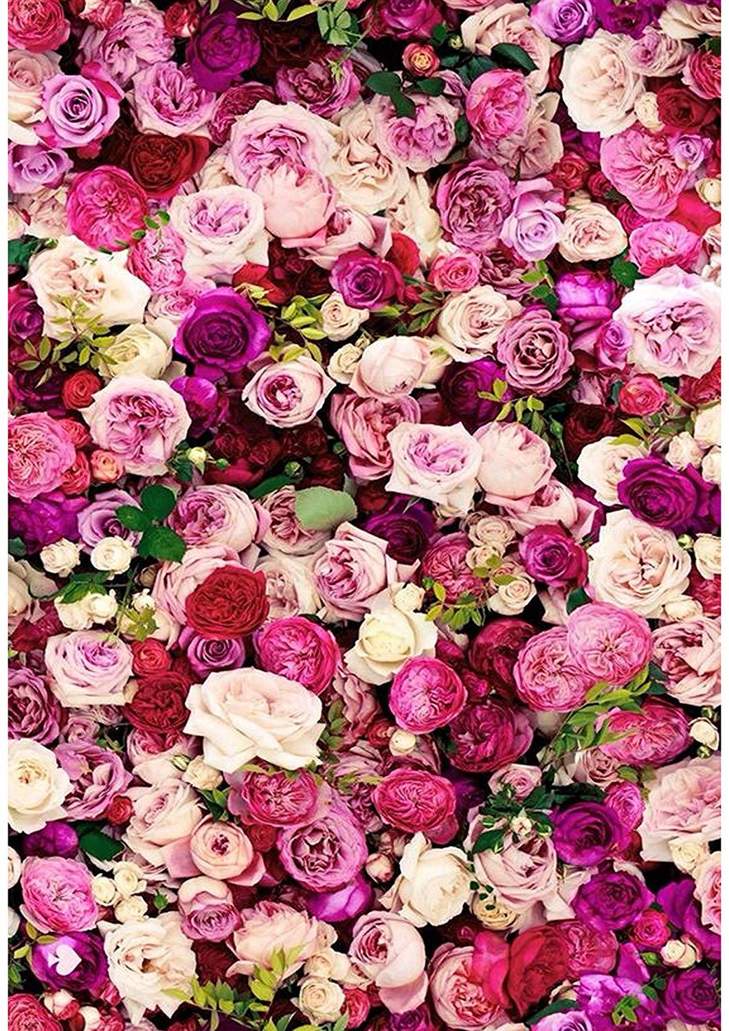 rose wallpaper,flower,pink,garden roses,rose,purple