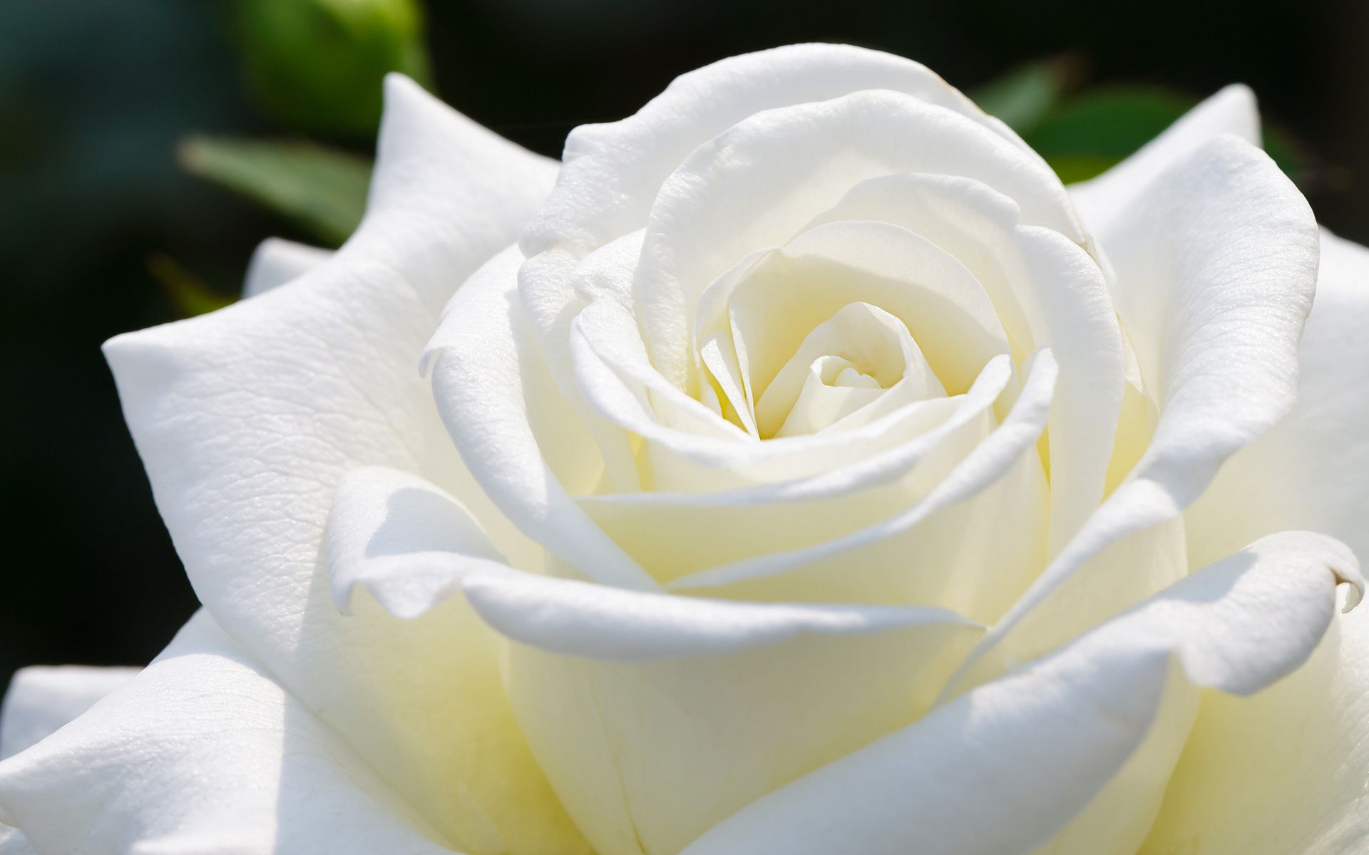 fond d'écran rose,fleur,blanc,plante à fleurs,pétale,rose