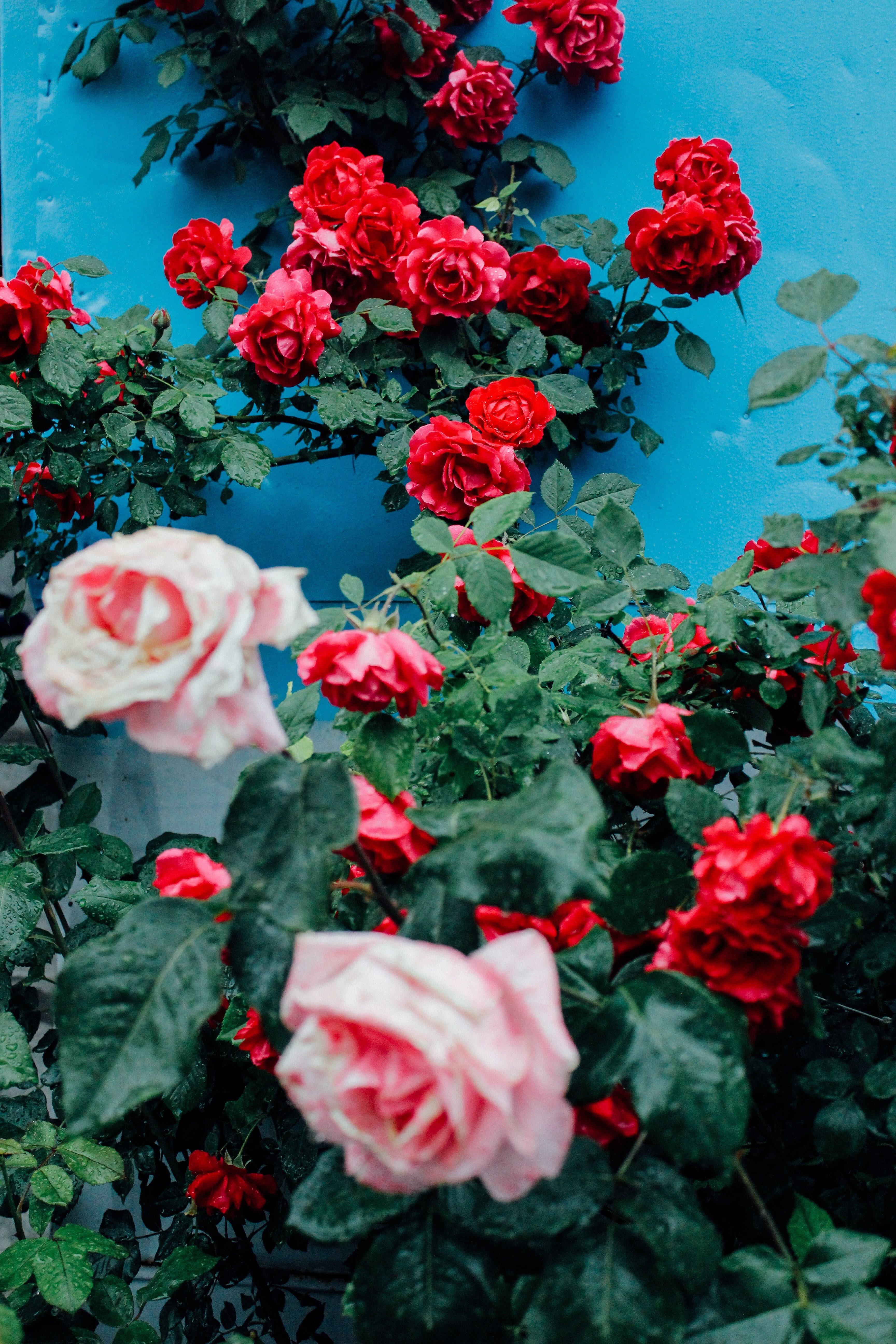 バラの壁紙,花,開花植物,ジュリア・チャイルド・ローズ,庭のバラ,フロリバンダ