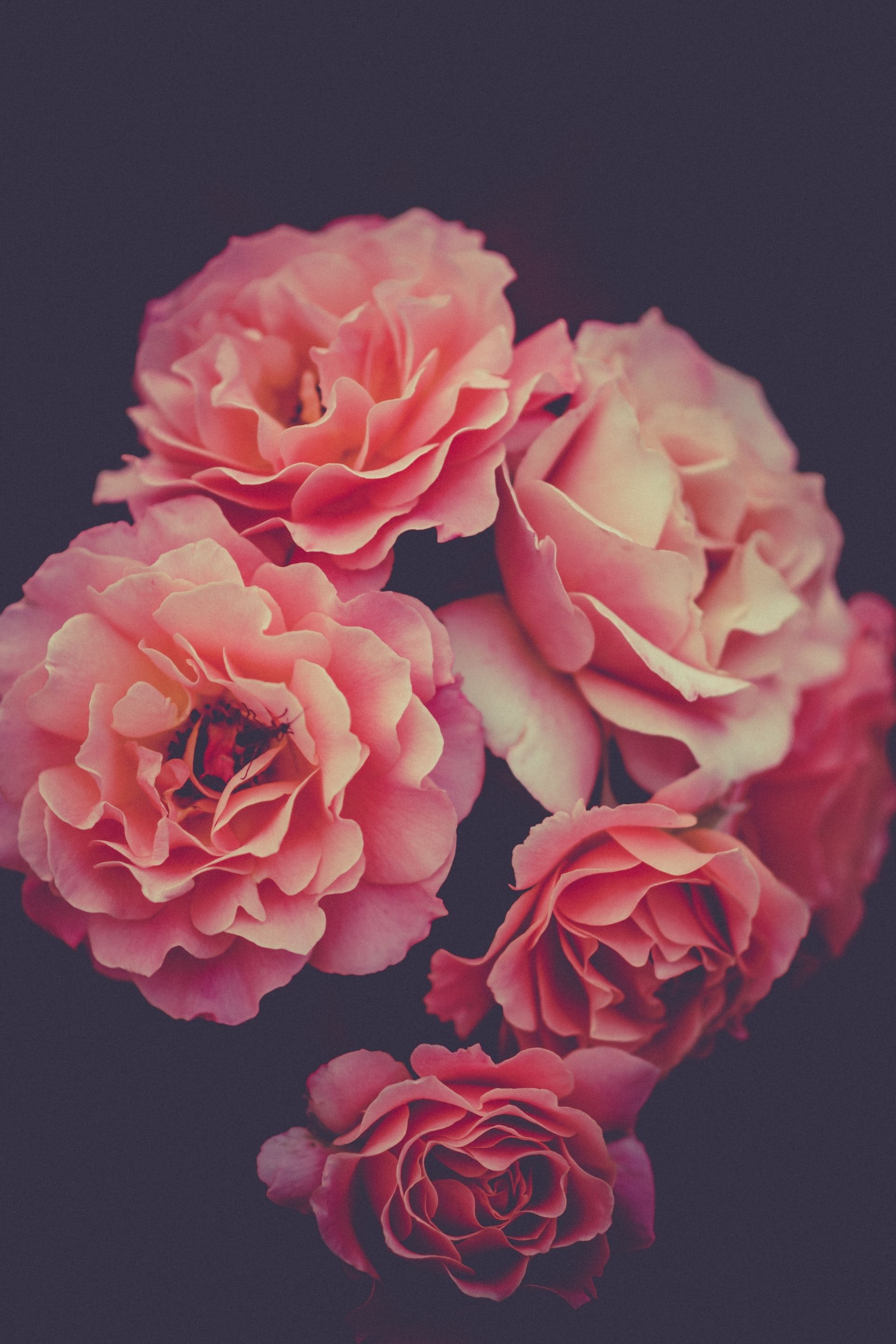 carta da parati rosa,fiore,rose da giardino,rosa,petalo,rosa