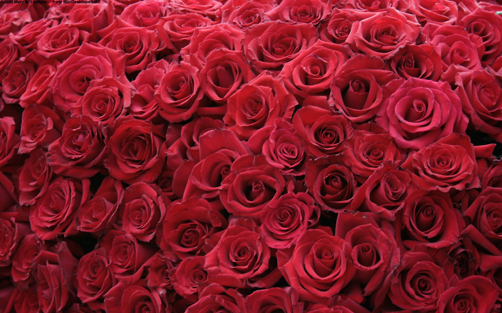 carta da parati rosa,fiore,rosa,rose da giardino,pianta fiorita,rosso