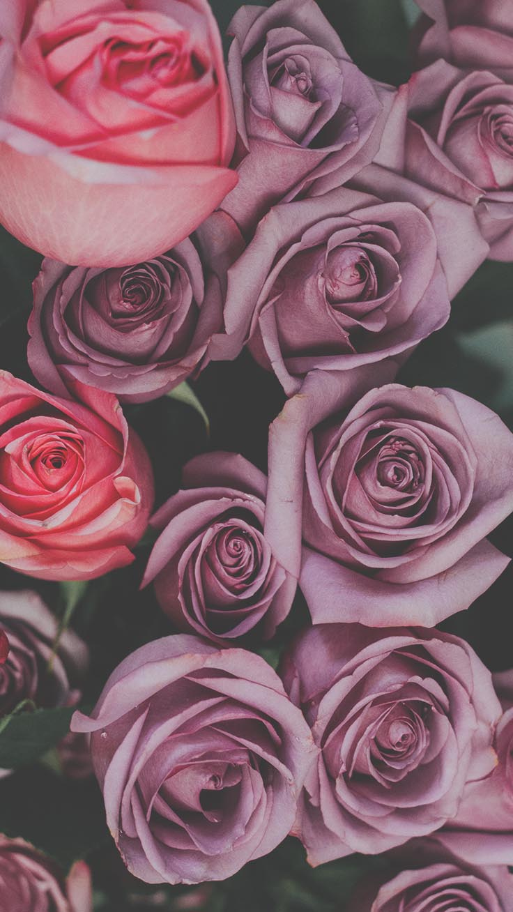 장미 벽지,정원 장미,장미,꽃,분홍,플로리 분다