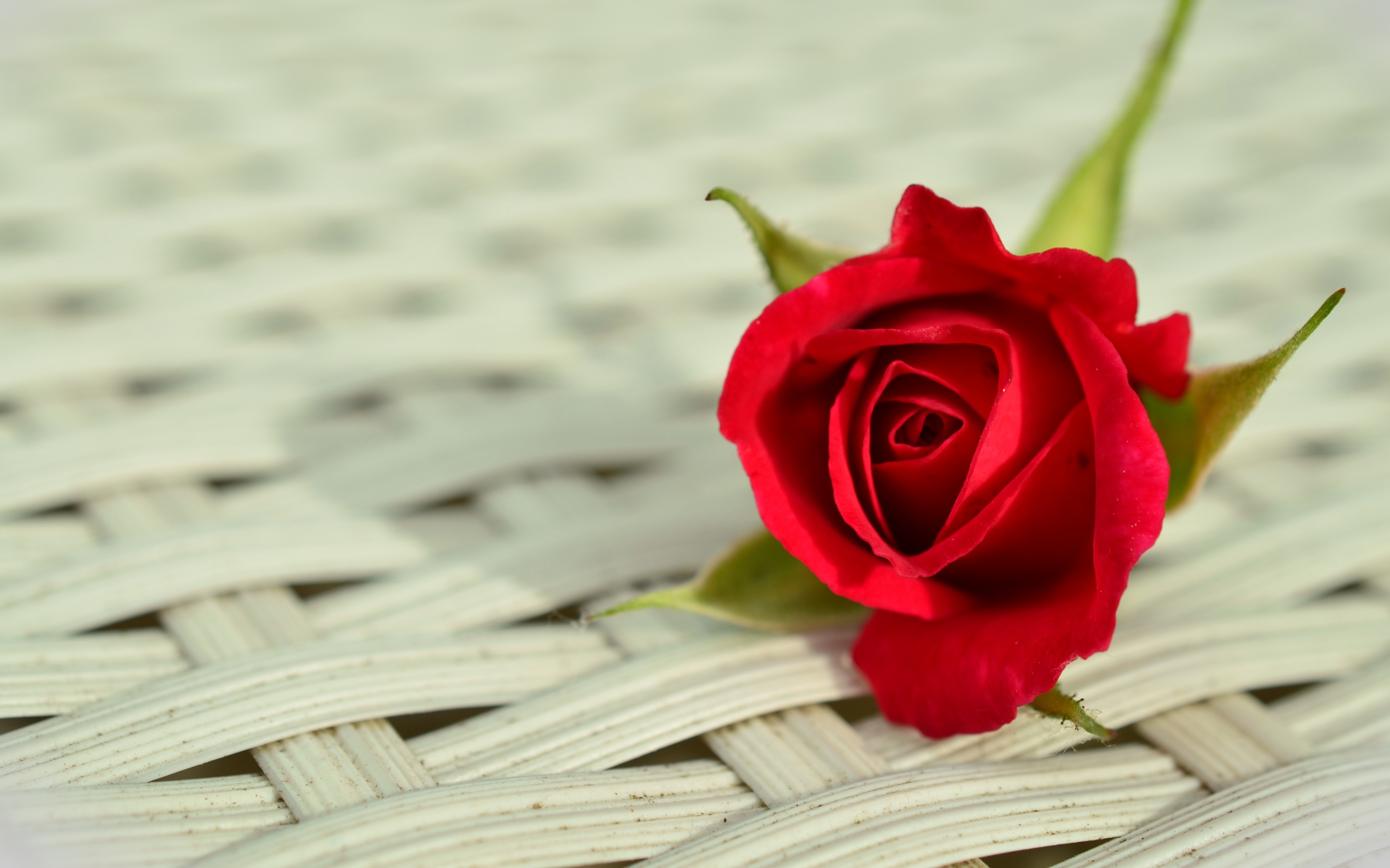rose wallpaper,red,garden roses,rose,flower,petal