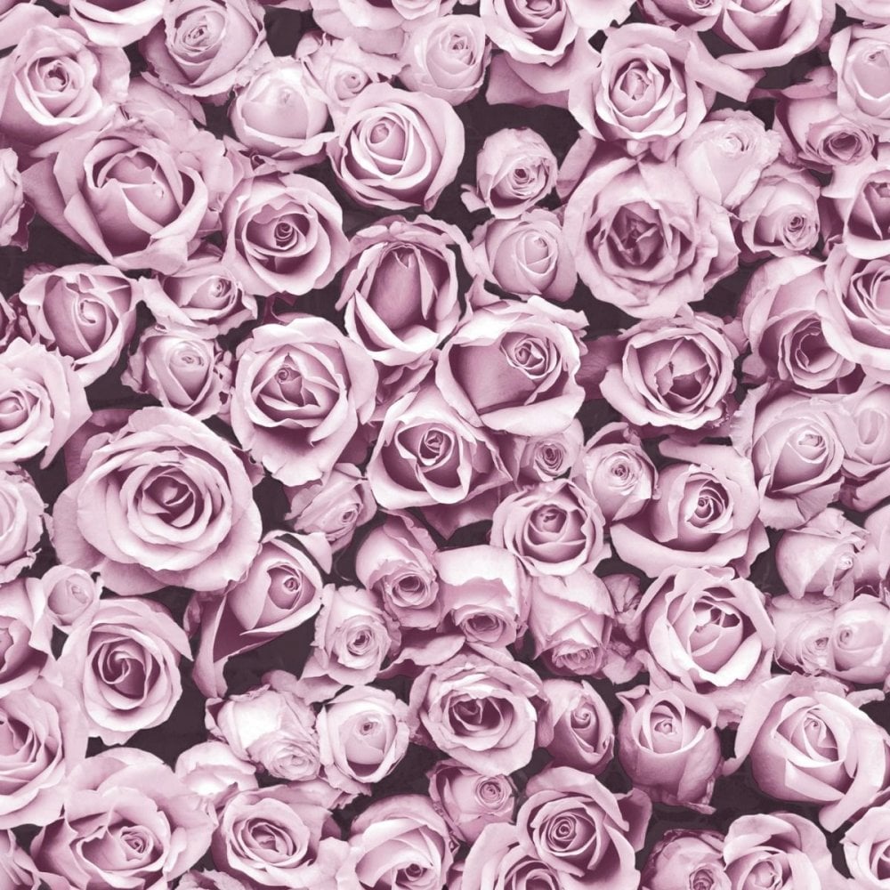 rose wallpaper,rose,garden roses,flower,pink,rose family