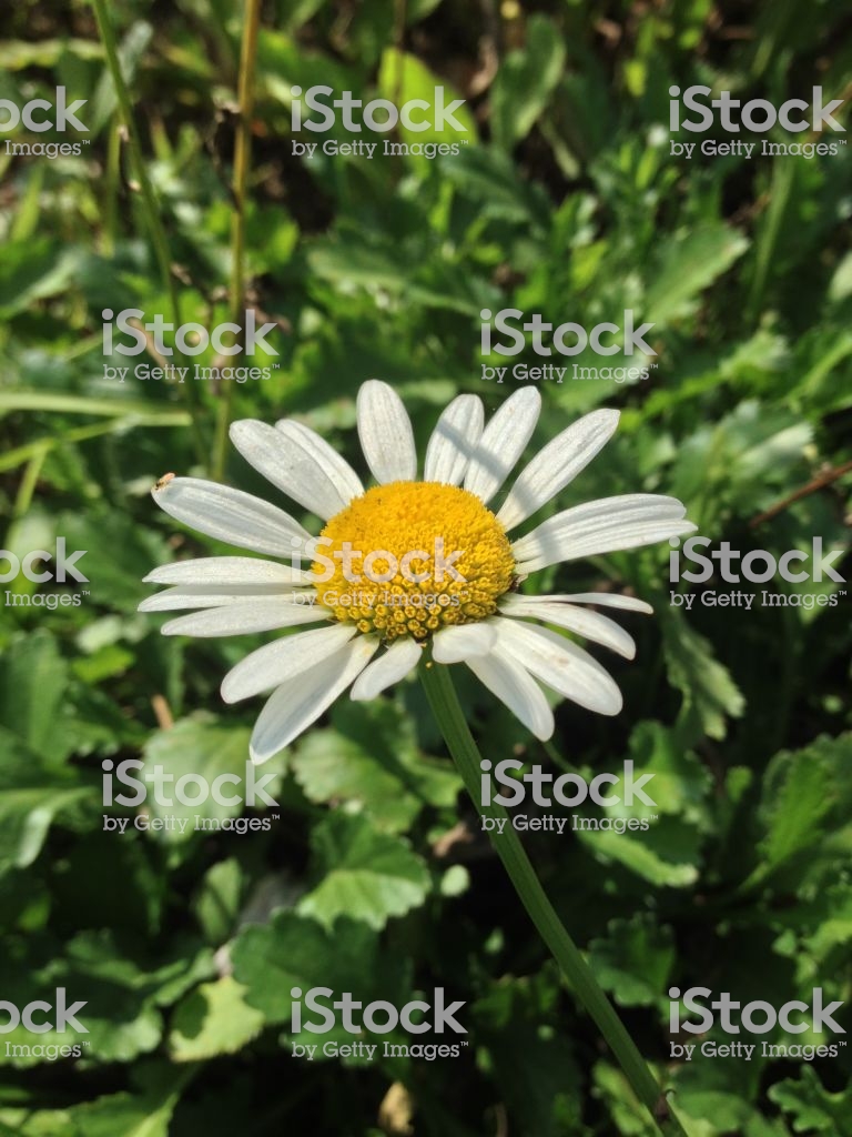 flower wallpaper,flower,flowering plant,petal,plant,camomile
