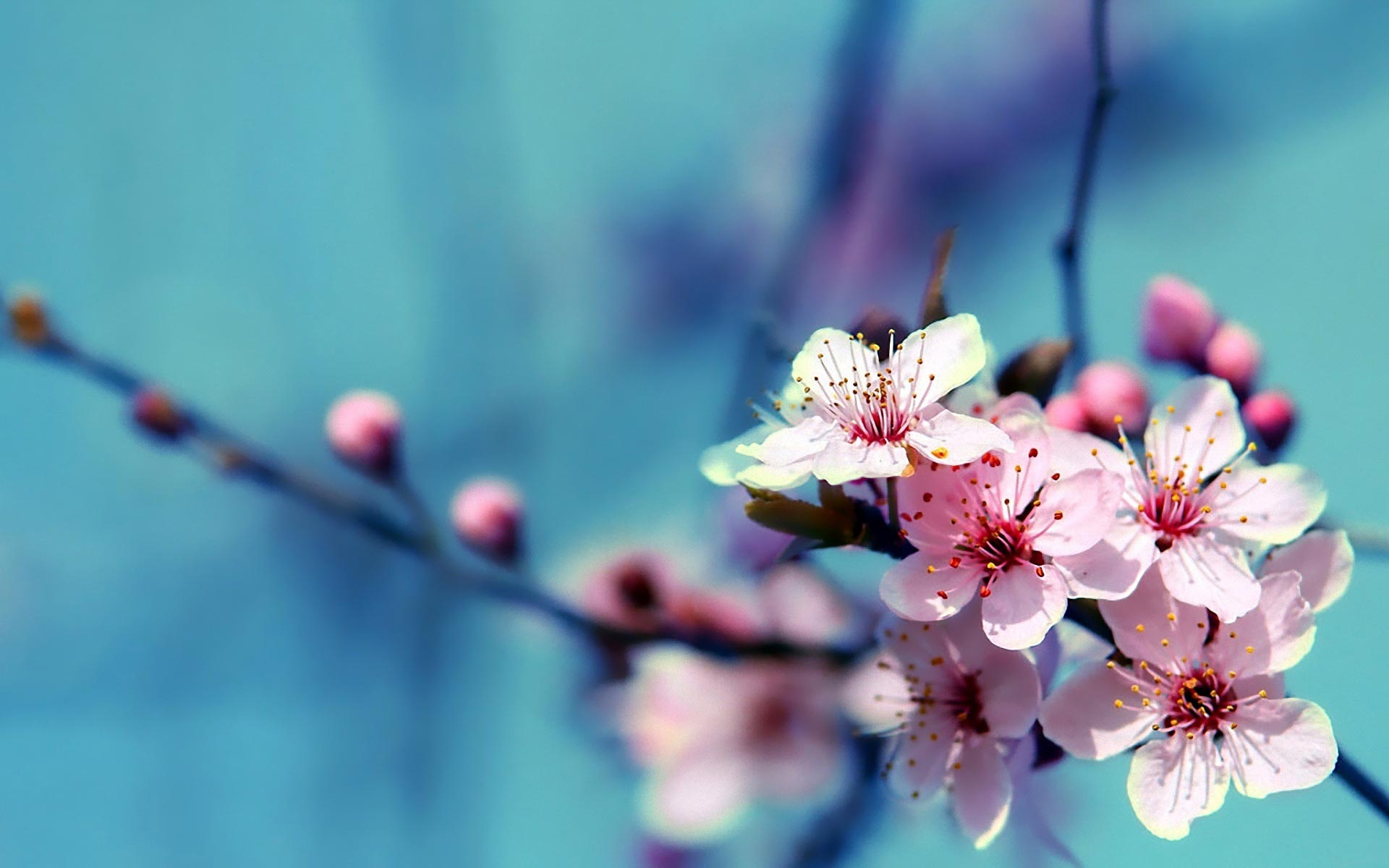 花の壁紙,花,花,春,桜の花,工場