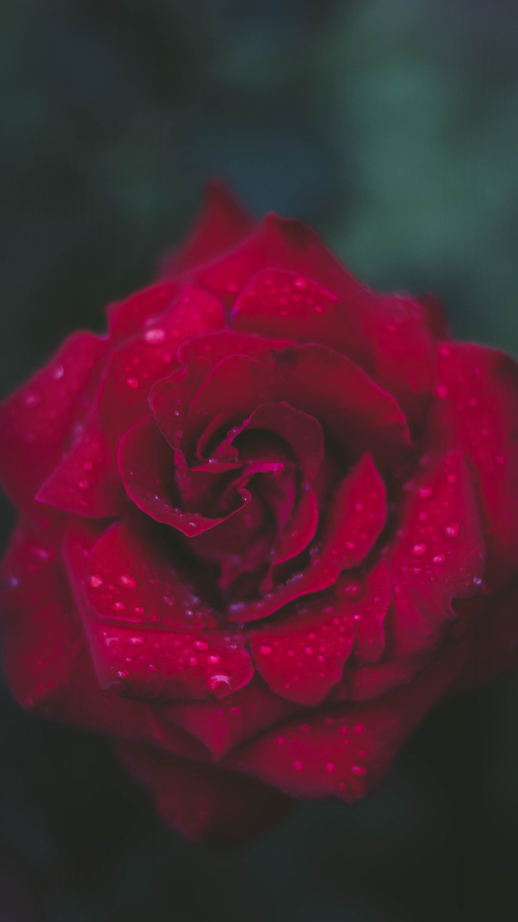 papier peint fleur,fleur,rose,roses de jardin,plante à fleurs,rouge