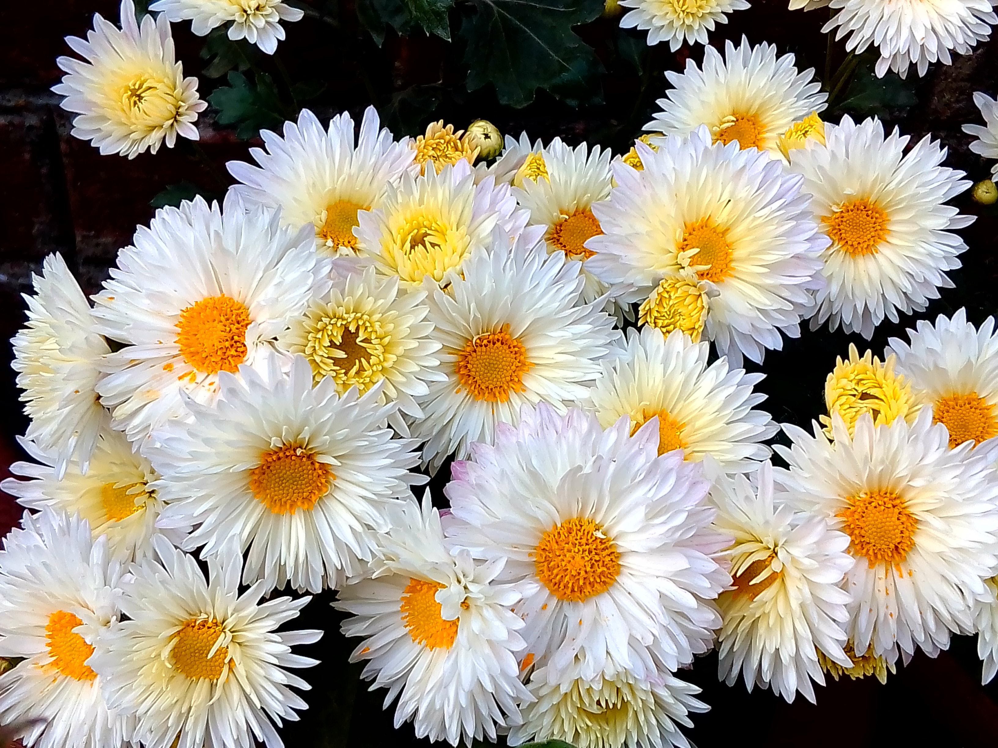 papel tapiz de flores,flor,planta floreciendo,brezo aster,planta,manzanilla