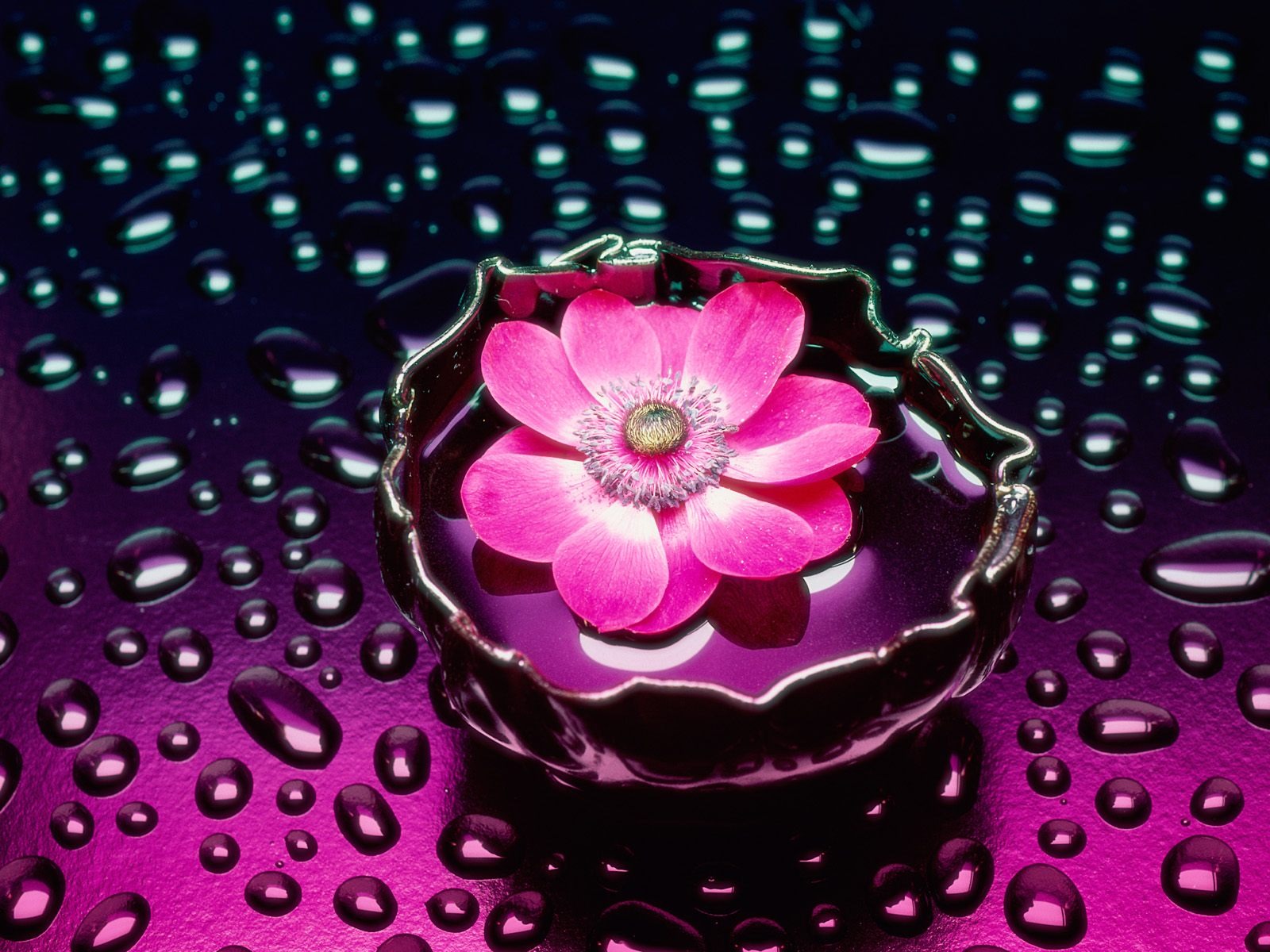 papel tapiz de flores,rosado,pétalo,flor,planta,fotografía de naturaleza muerta