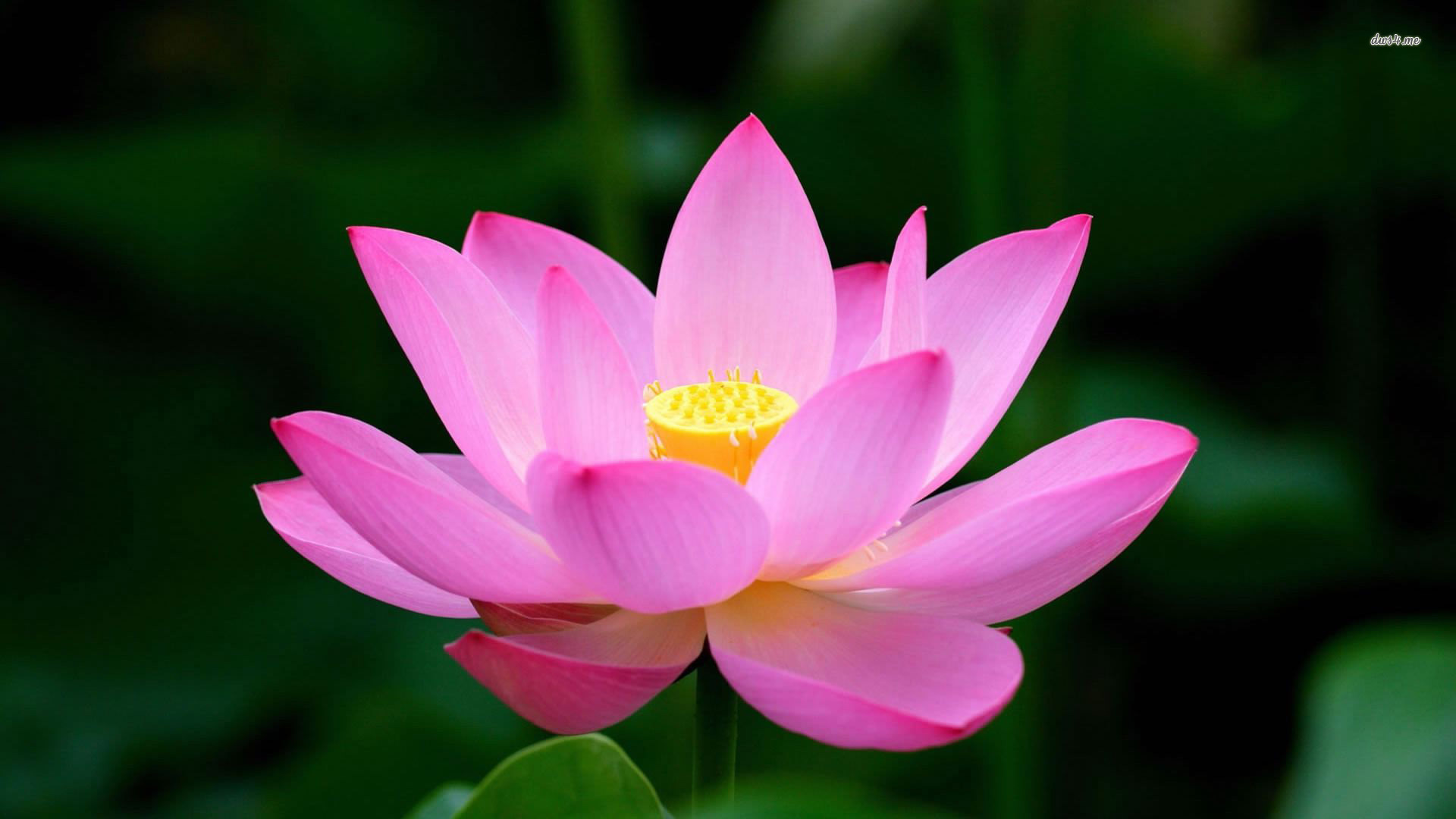 flower wallpaper,flower,lotus,sacred lotus,flowering plant,petal