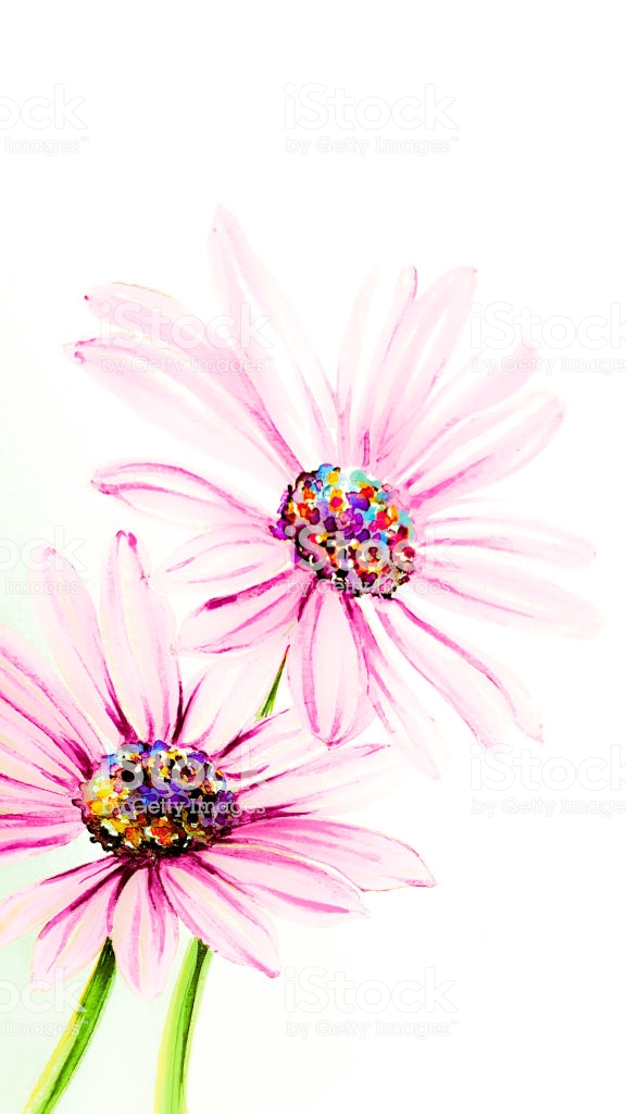 flower wallpaper,flower,pink,petal,plant,african daisy