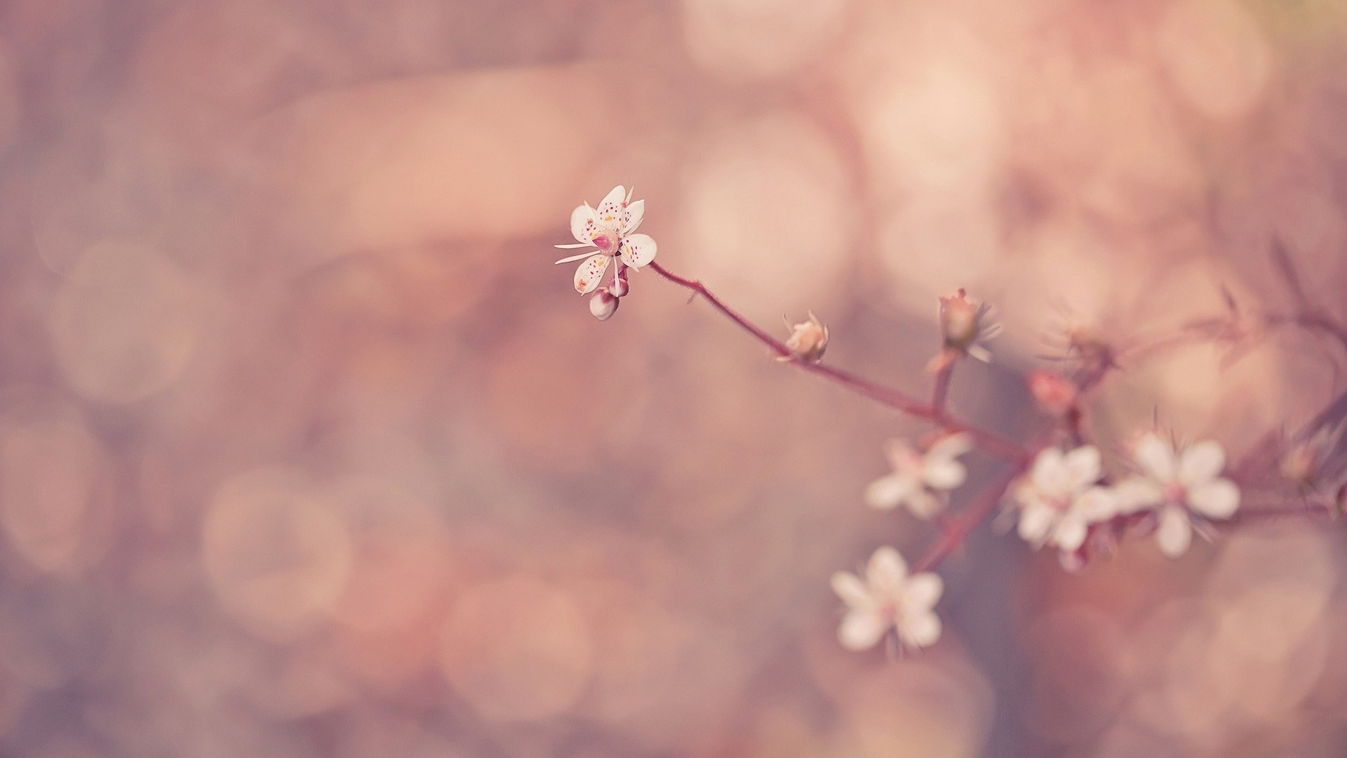 花の壁紙,花,自然,春,花,ピンク