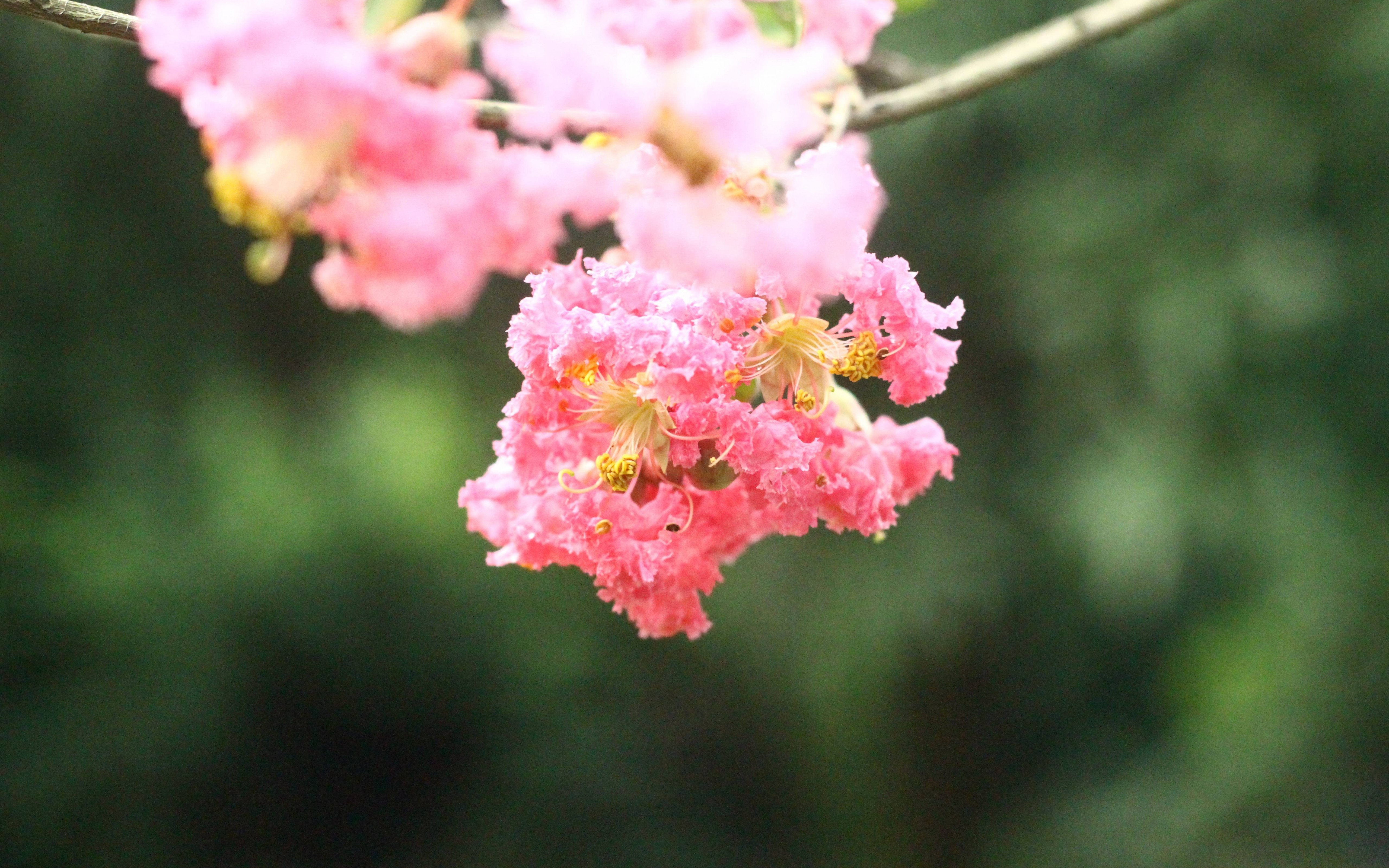 flower wallpaper,flower,pink,plant,spring,blossom