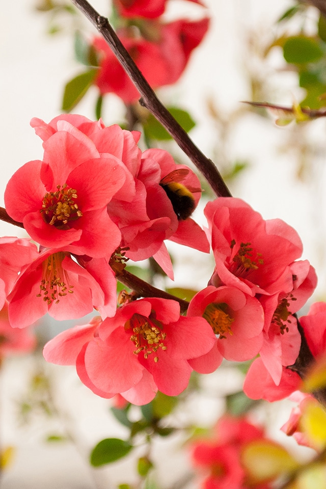 flower wallpaper,flower,petal,pink,branch,plant