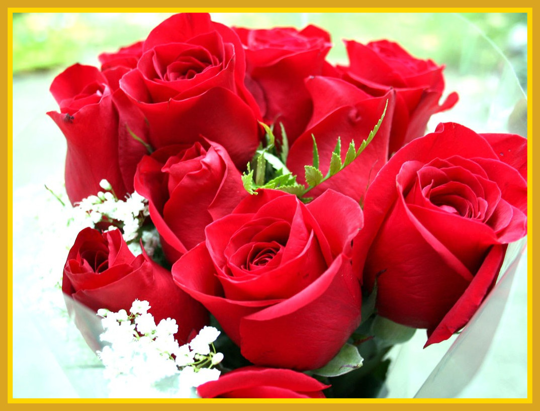 flower wallpaper,flower,rose,garden roses,flowering plant,red