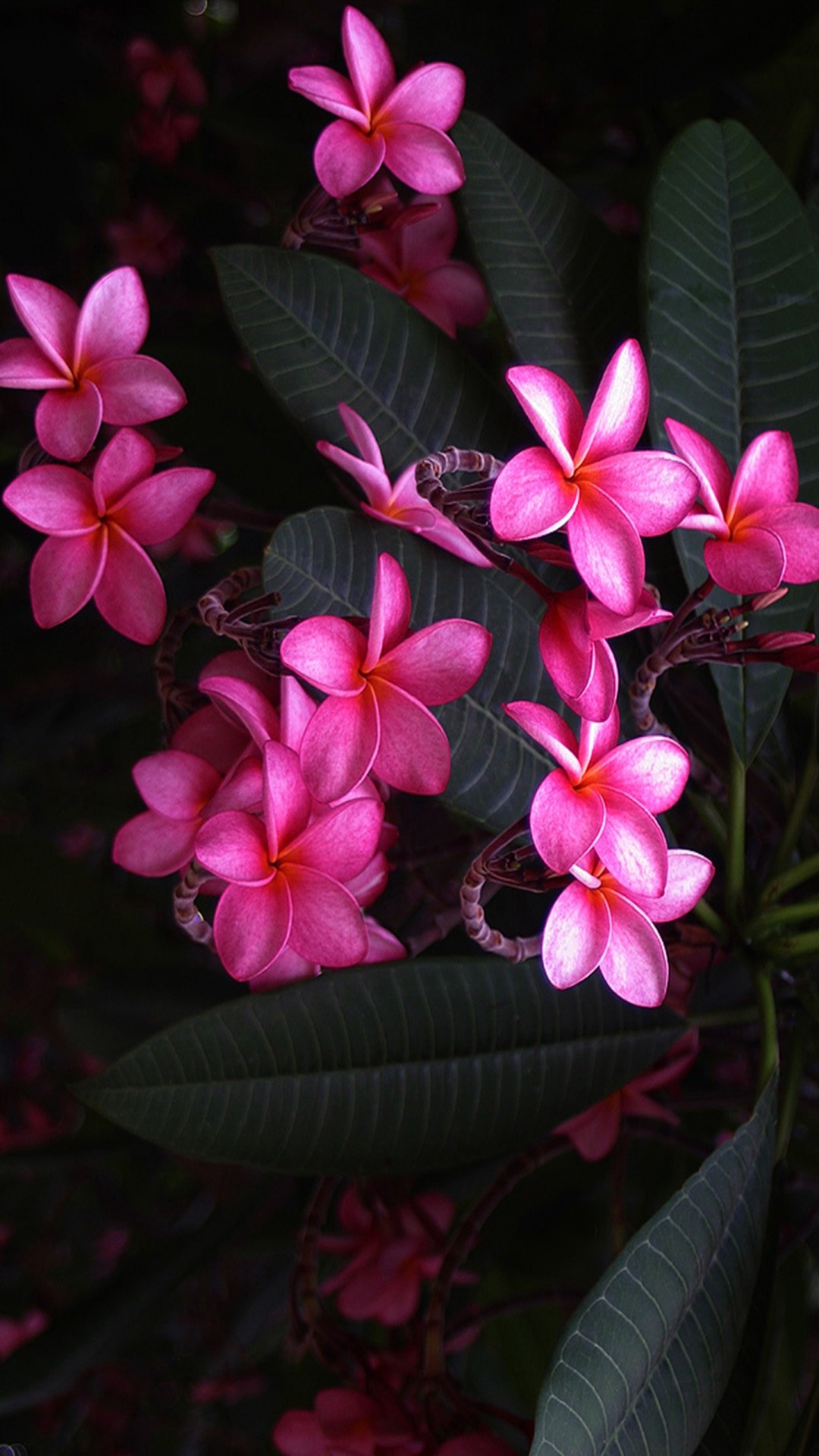flower wallpaper,flower,frangipani,pink,petal,plant