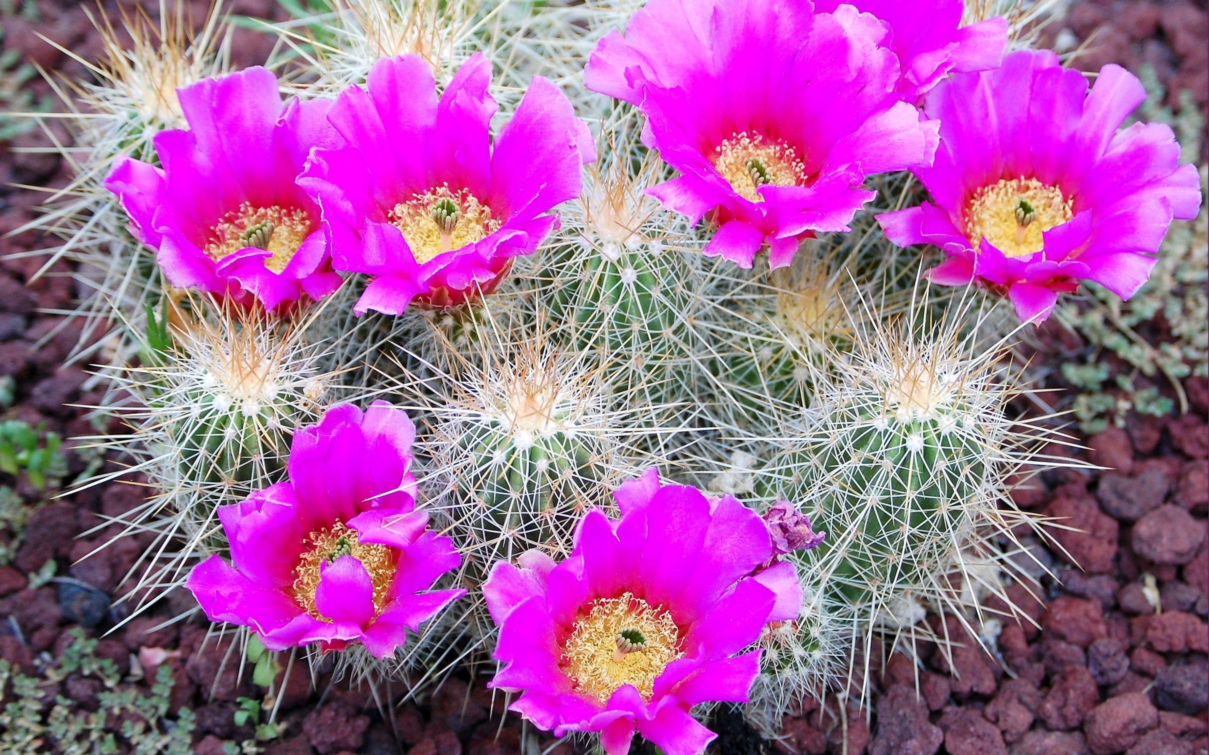 carta da parati a fiori,pianta fiorita,cactus,fiore,pianta,petalo