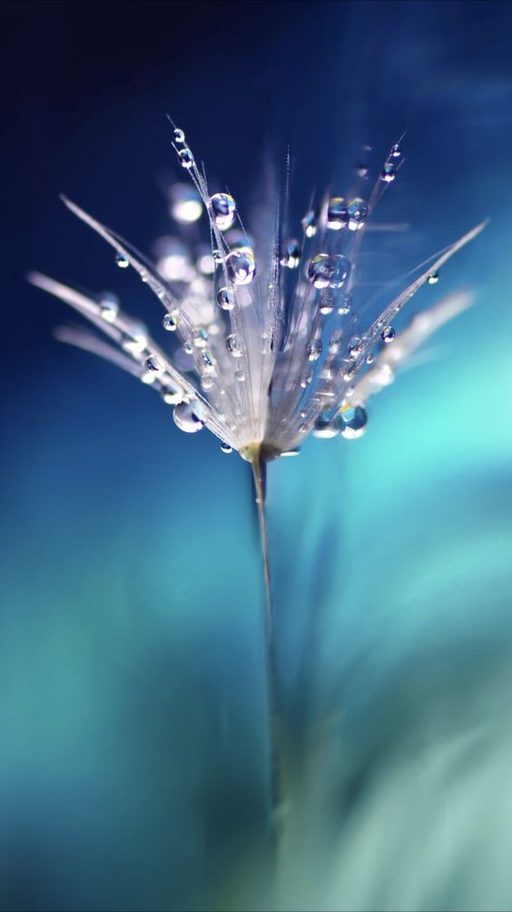 flower wallpaper,water,blue,macro photography,organism,moisture