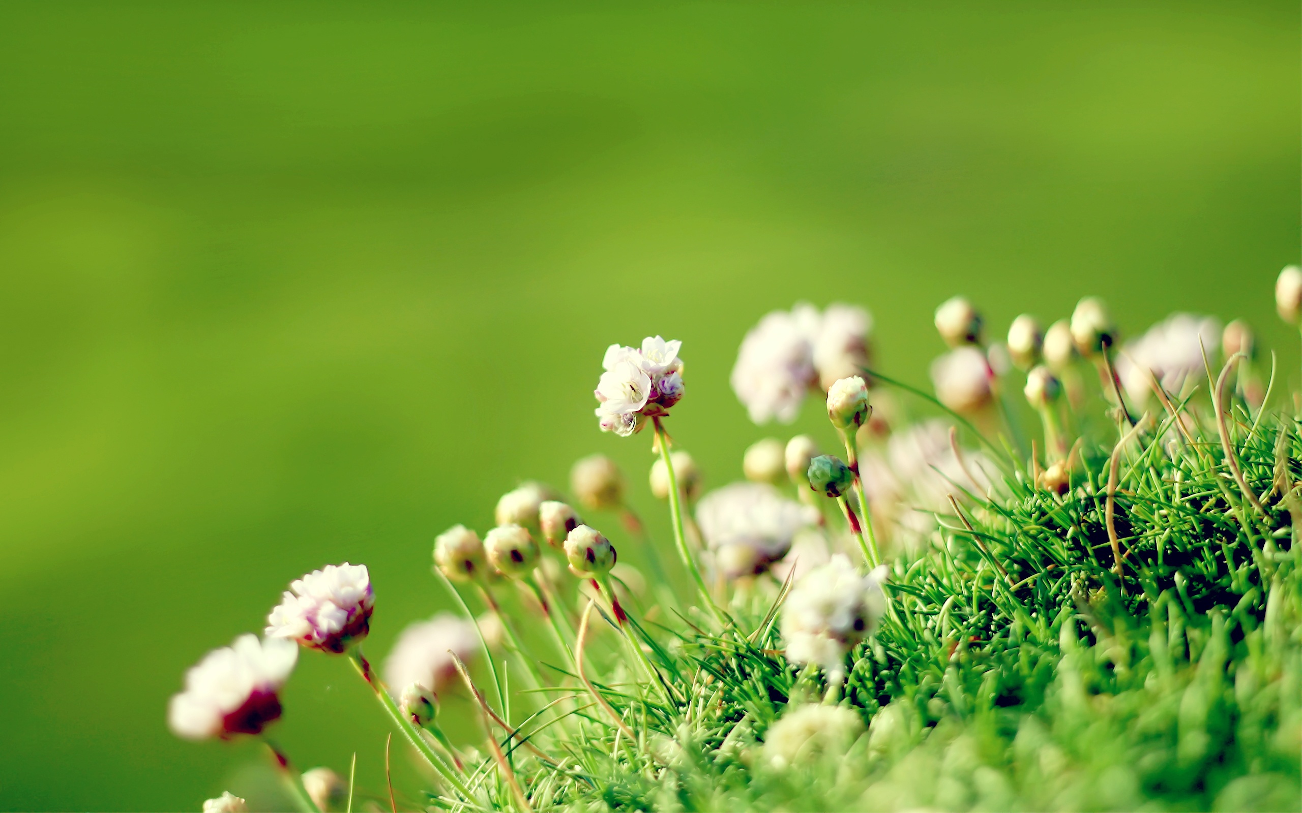 papier peint fleur,la nature,vert,fleur,plante,herbe