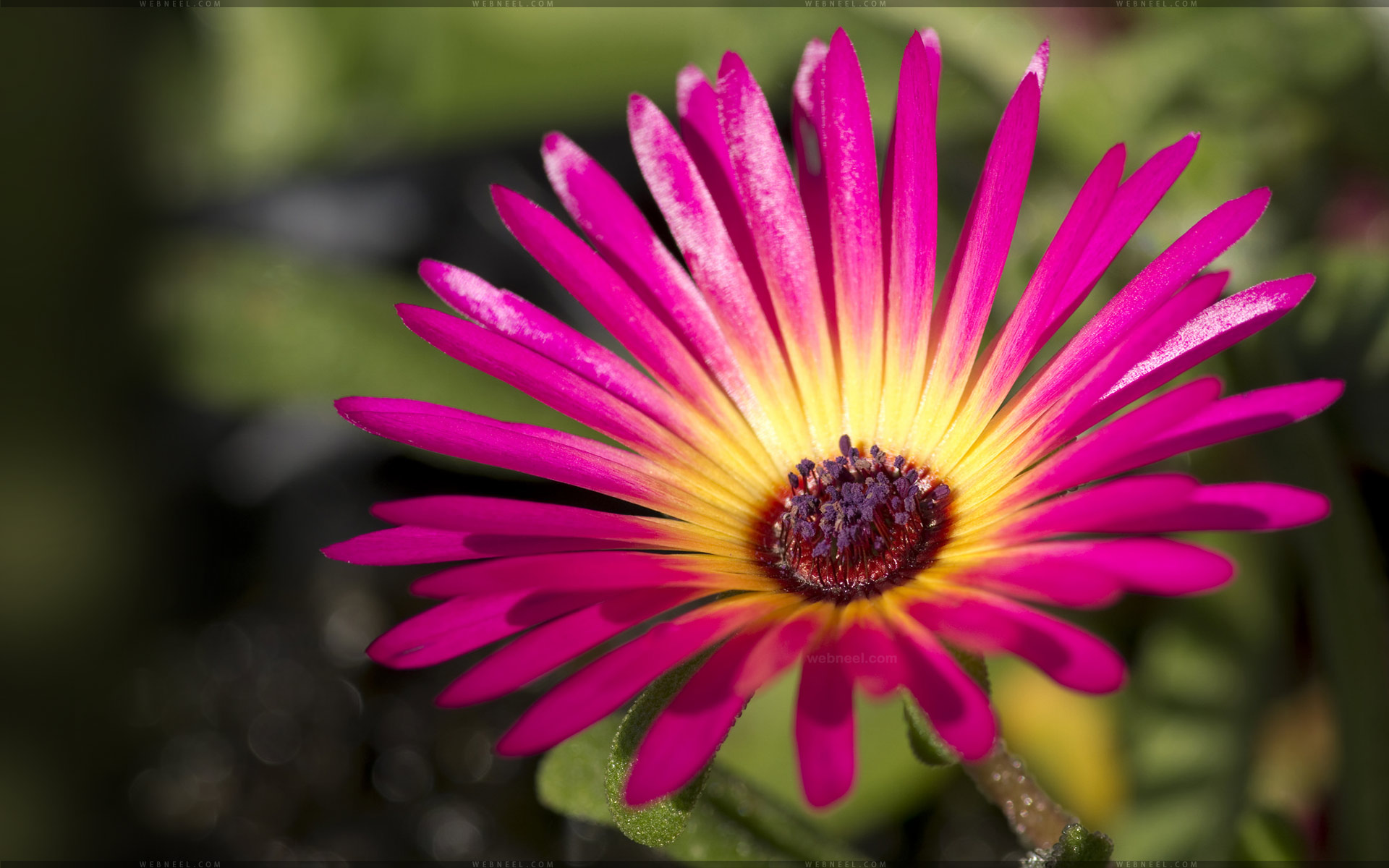 flower wallpaper,flower,petal,plant,ice plant family,dorotheanthus bellidiformis