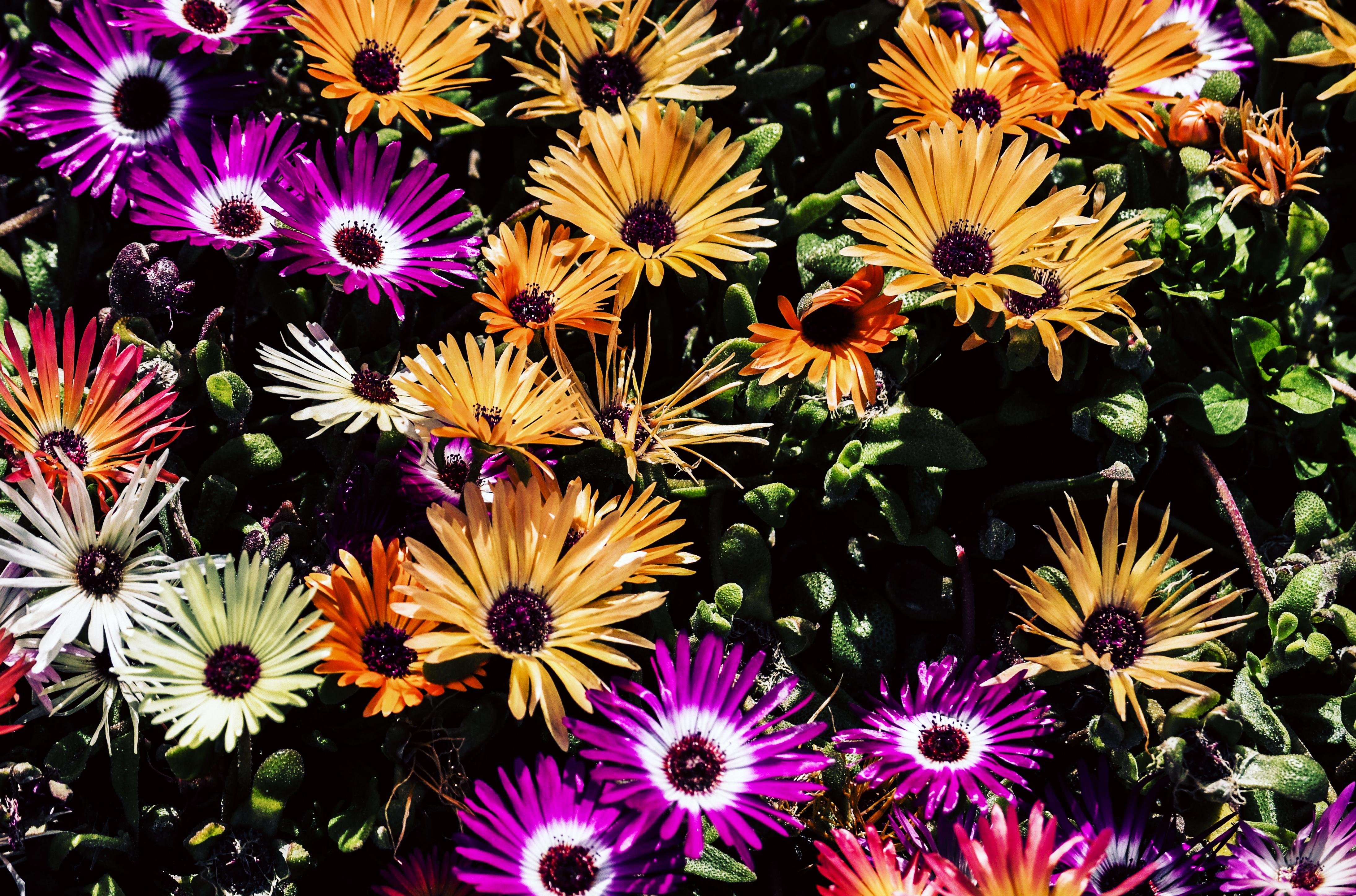 flower wallpaper,lampranthus,flower,dorotheanthus bellidiformis,ice plant family,african daisy