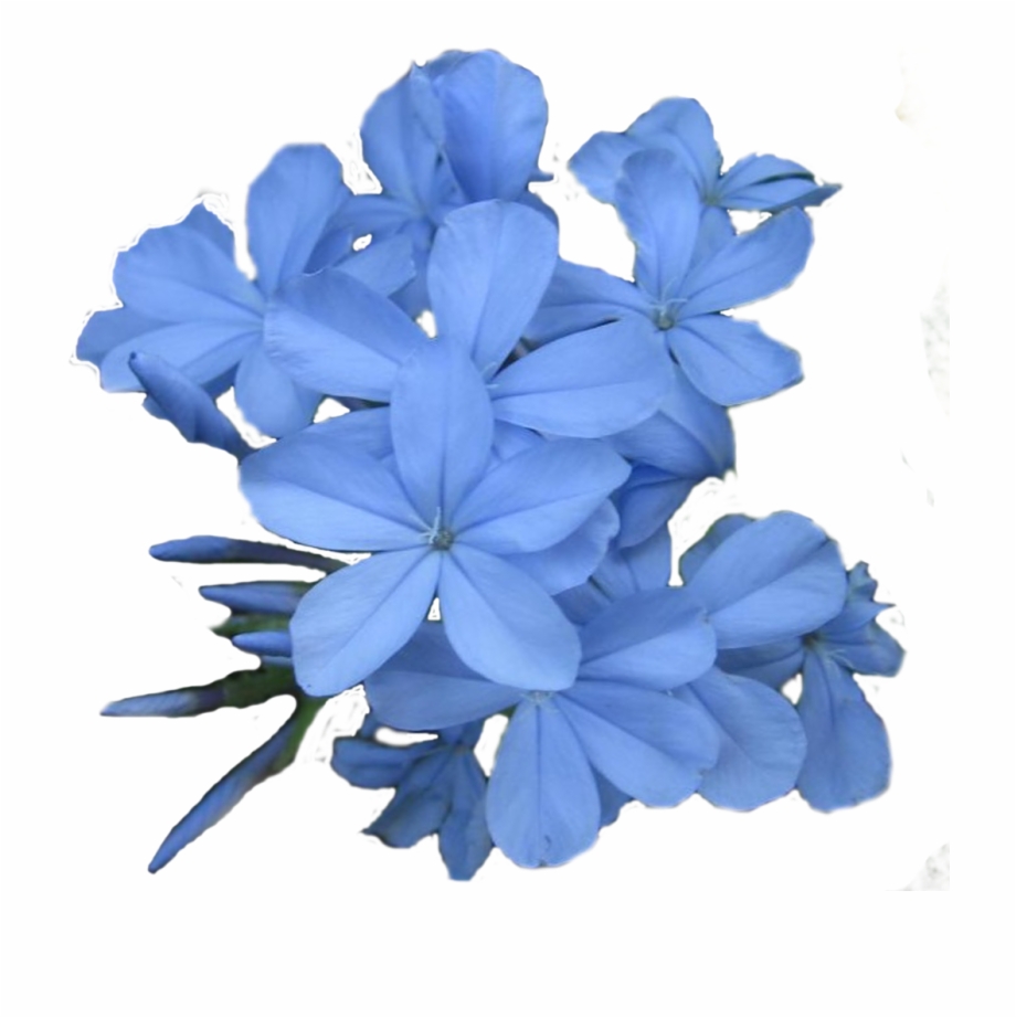 papier peint fleur,plante à fleurs,bleu,fleur,pétale,plante