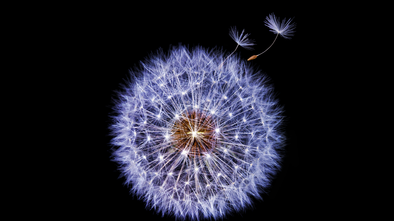 flower wallpaper,dandelion,nature,dandelion,organism,flower