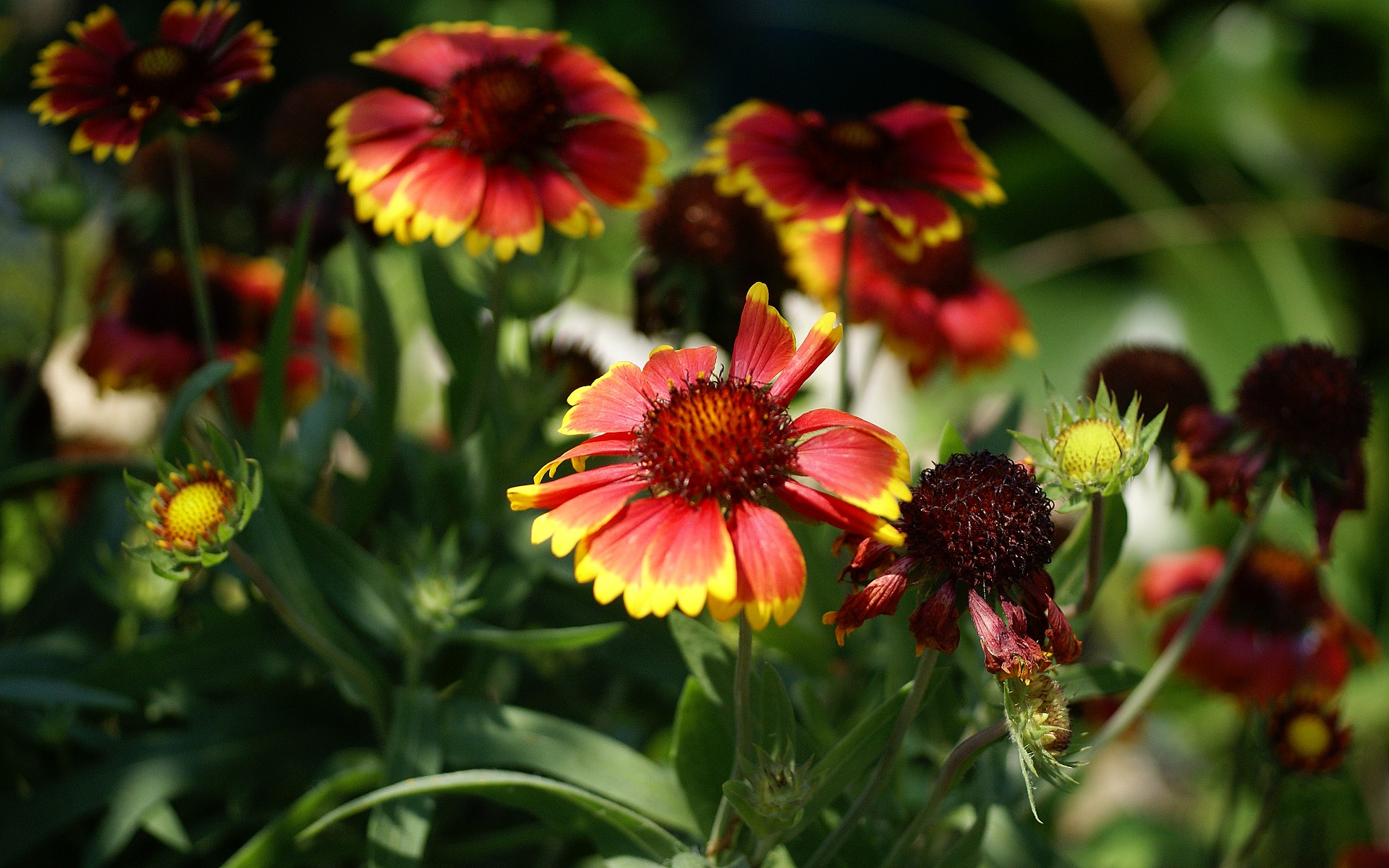 flower wallpaper,flower,flowering plant,plant,blanket flowers,petal