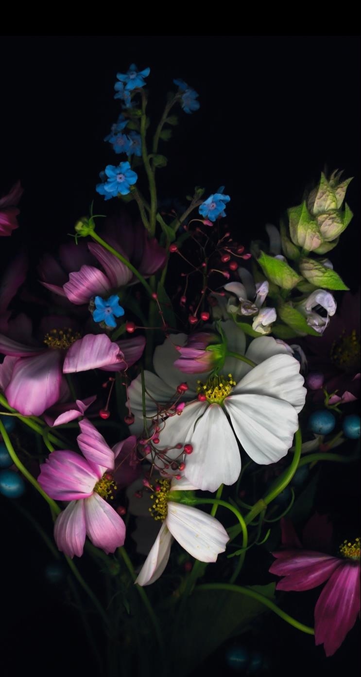 papel tapiz de flores,flor,pétalo,planta,fotografía de naturaleza muerta,planta floreciendo