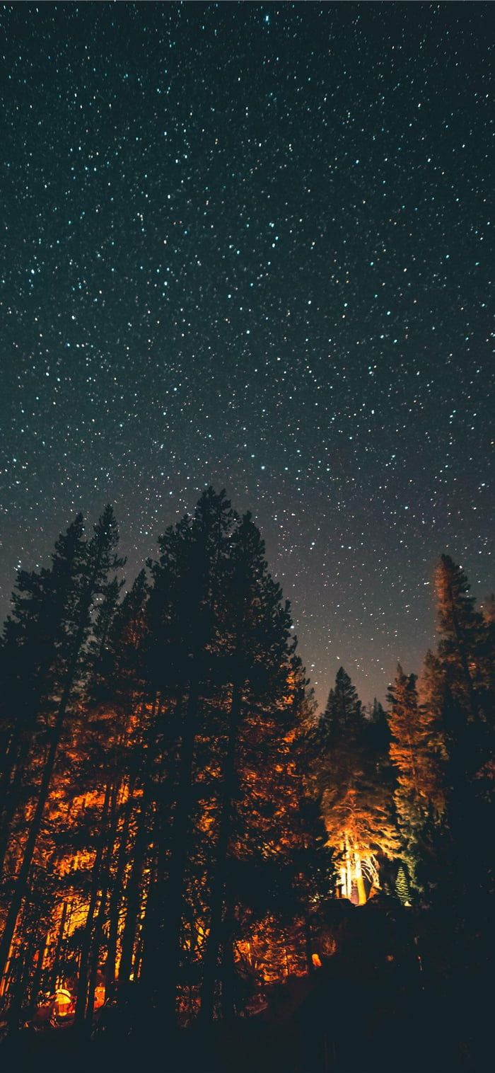 fond d'écran de l'écran d'accueil,ciel,la nature,arbre,nuit,épinette noire à feuilles courtes