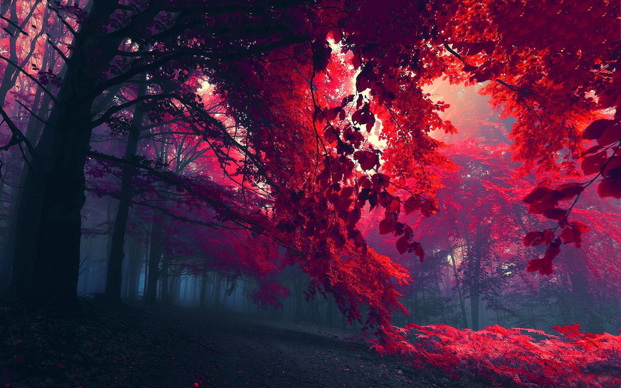 tapeten tumblr,rot,baum,himmel,atmosphäre,landschaft