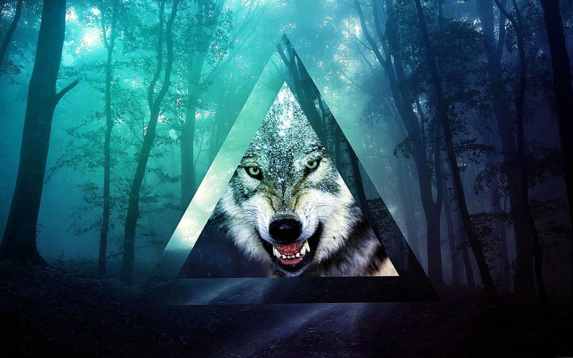 배경 화면 tumblr,늑대,야생 동물,늑대 개,큰 개자리 루푸스 툰드라 룸,주둥이